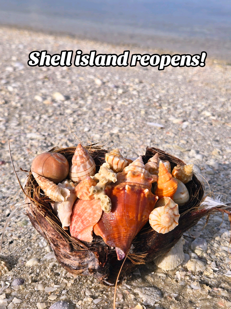 @The Seashell Mermaid ๐