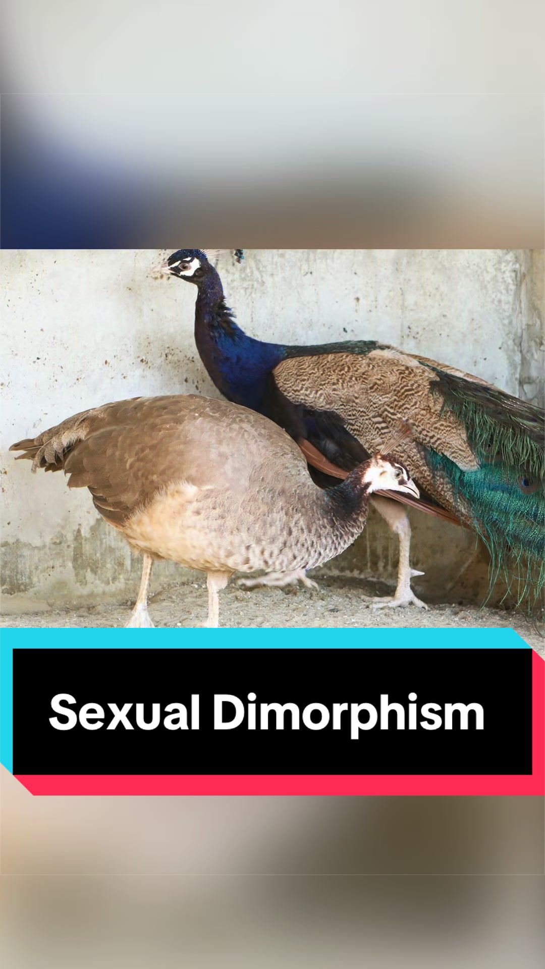 @Dino Guy
