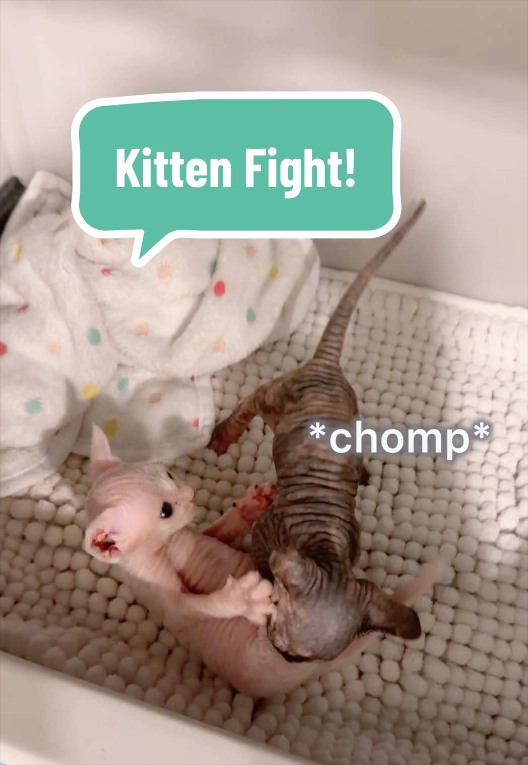 @Boba’s Buds Minskin Cats
