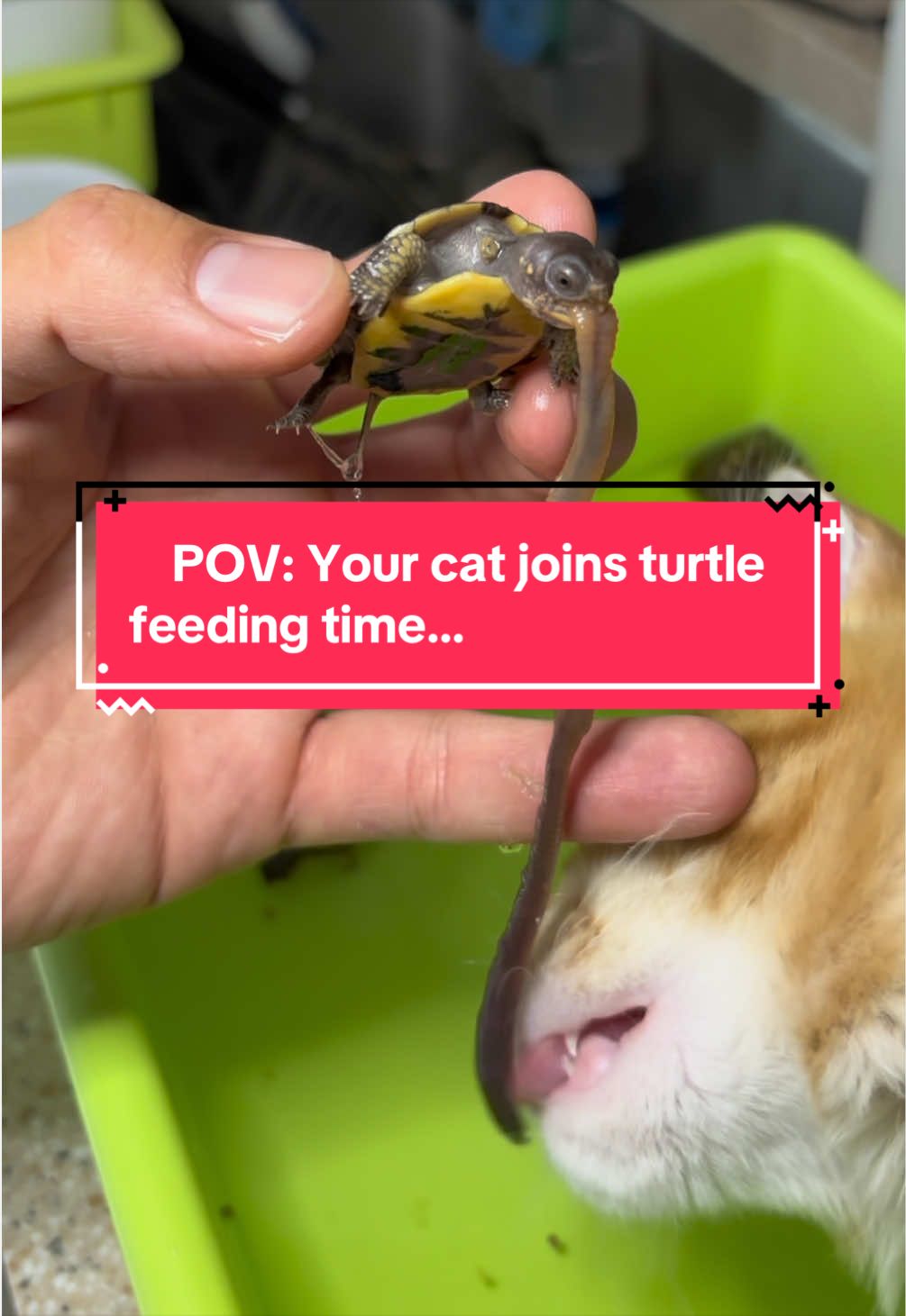@Eastern Box Turtle