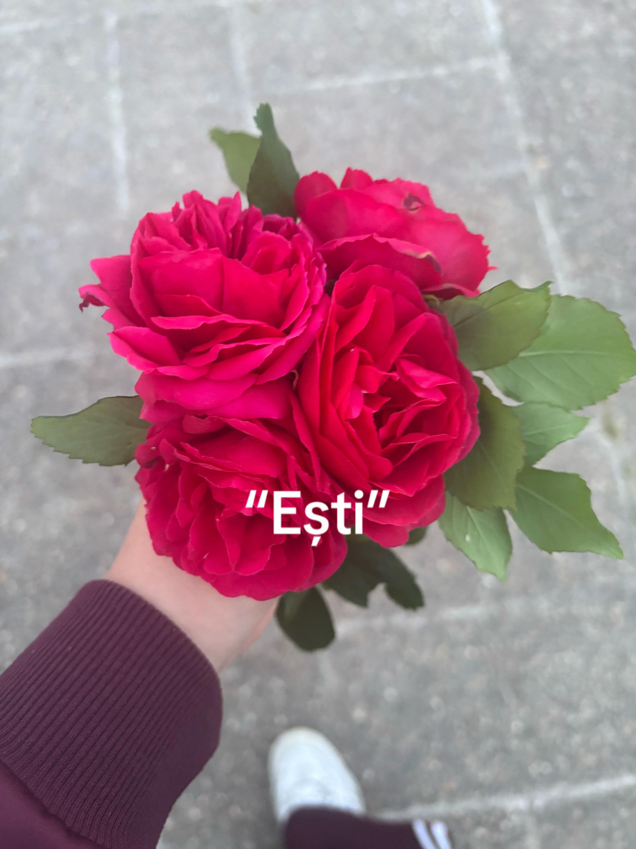 @&deg;ʚ🎀ɞ&deg;𝔹𝕖𝕒𝕥𝕣𝕚𝕔𝕖&deg;ʚ🎀ɞ&deg;