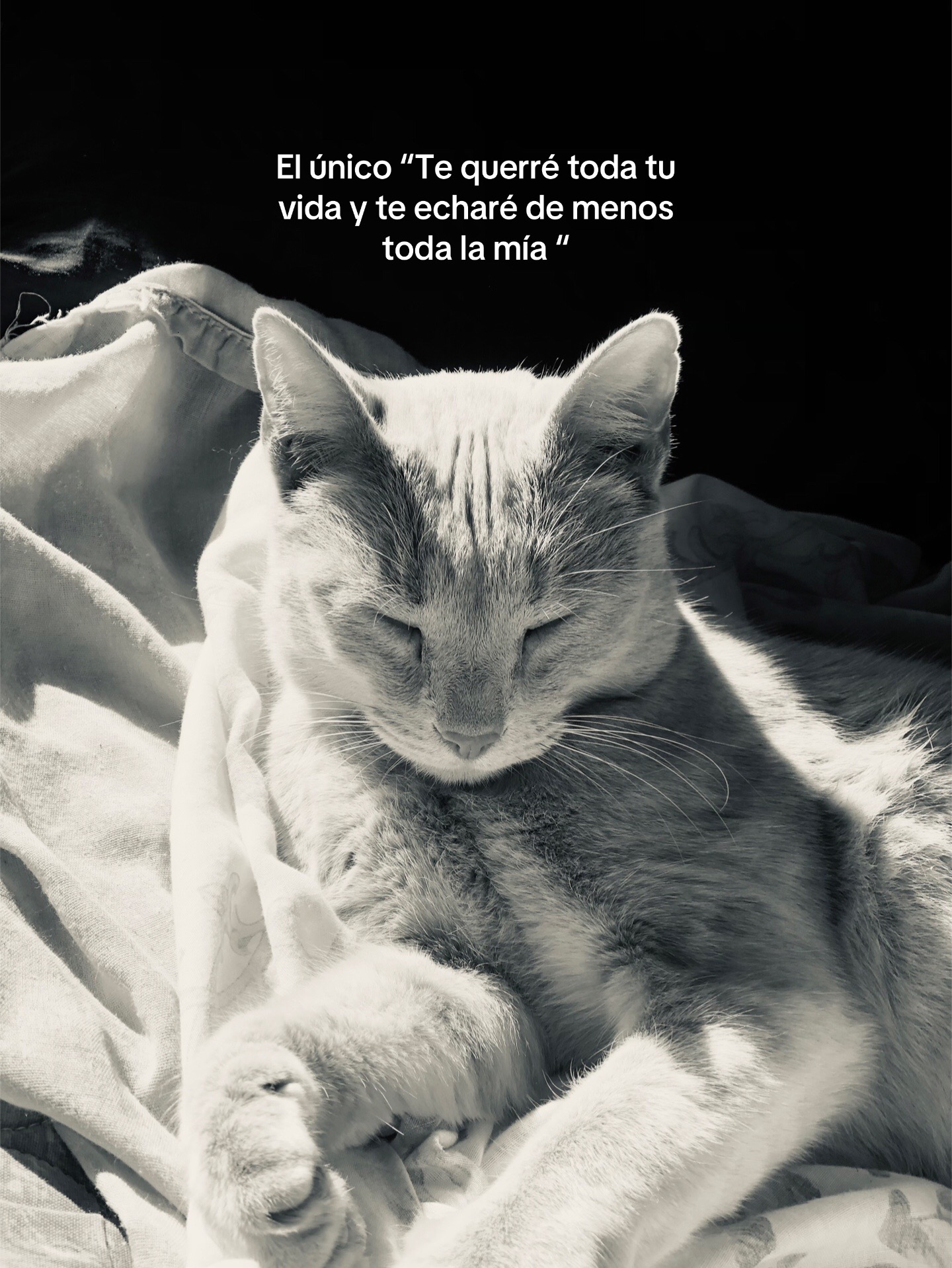 @Pauu🩵
