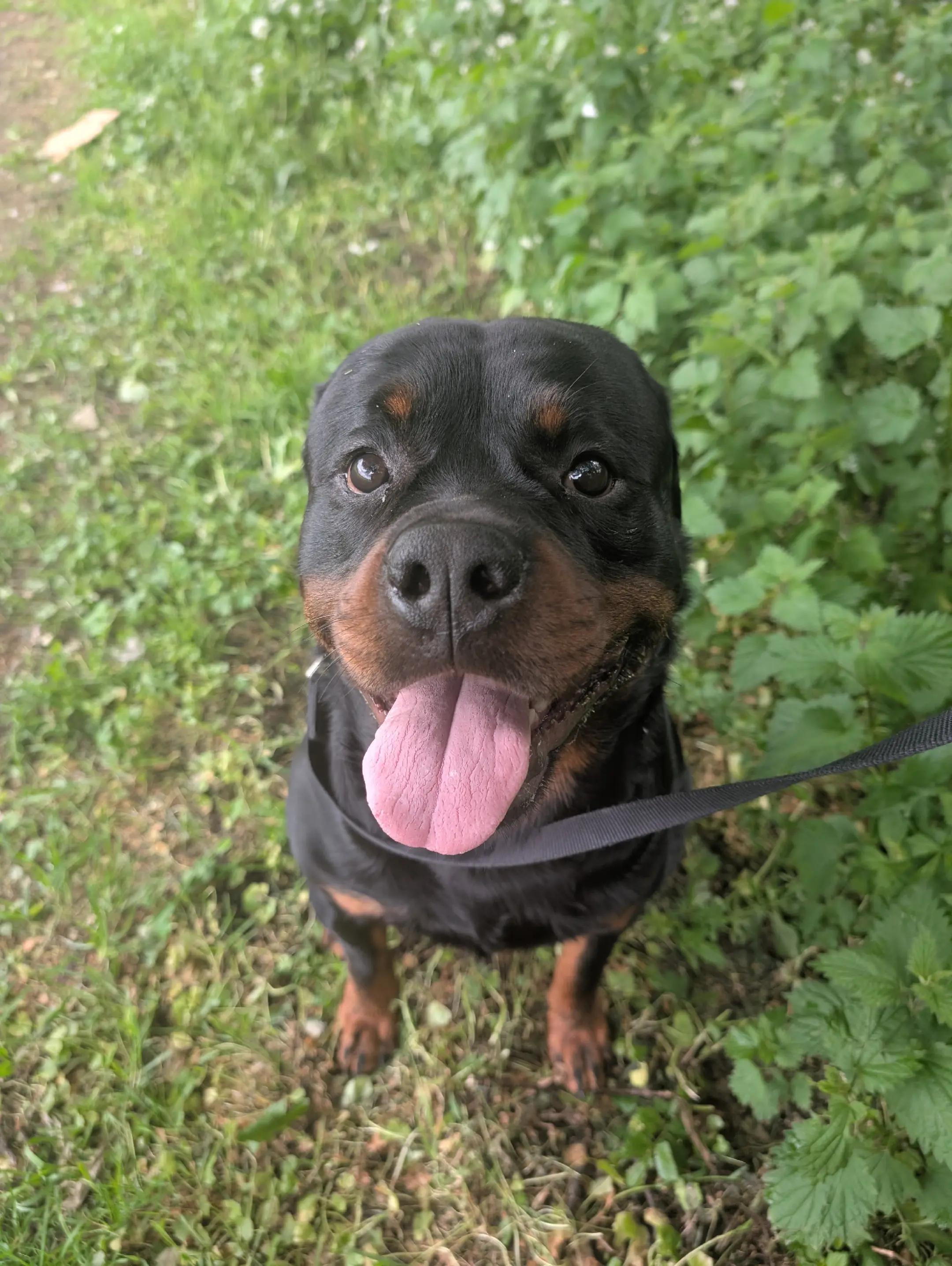 @Rio The Rottie 🐾🐶