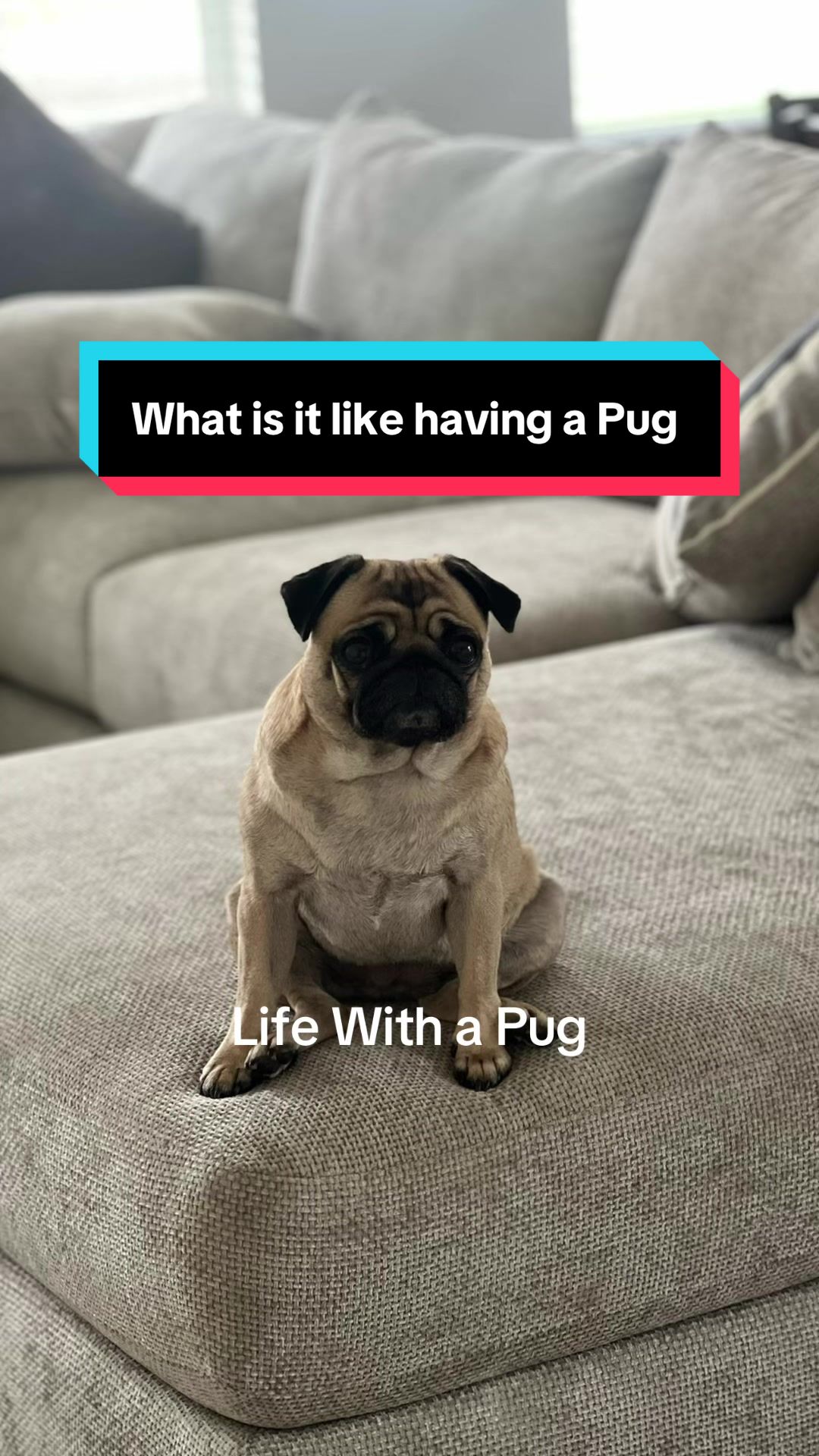 @Benji&Mia the Pugs