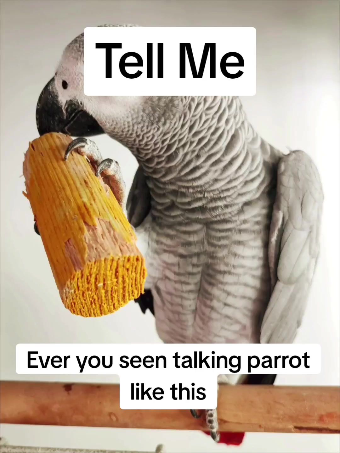 @Mehtab's Pet