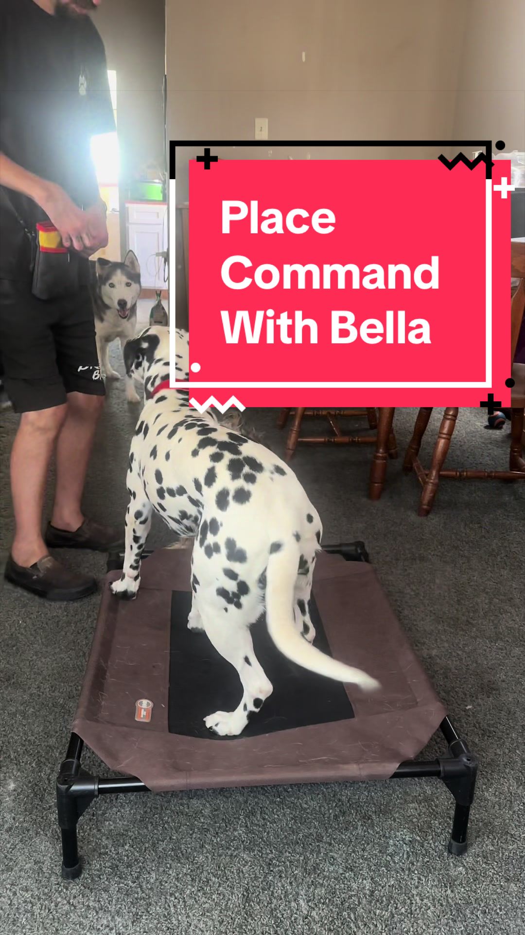 @Fully Unleashed K9 Training
