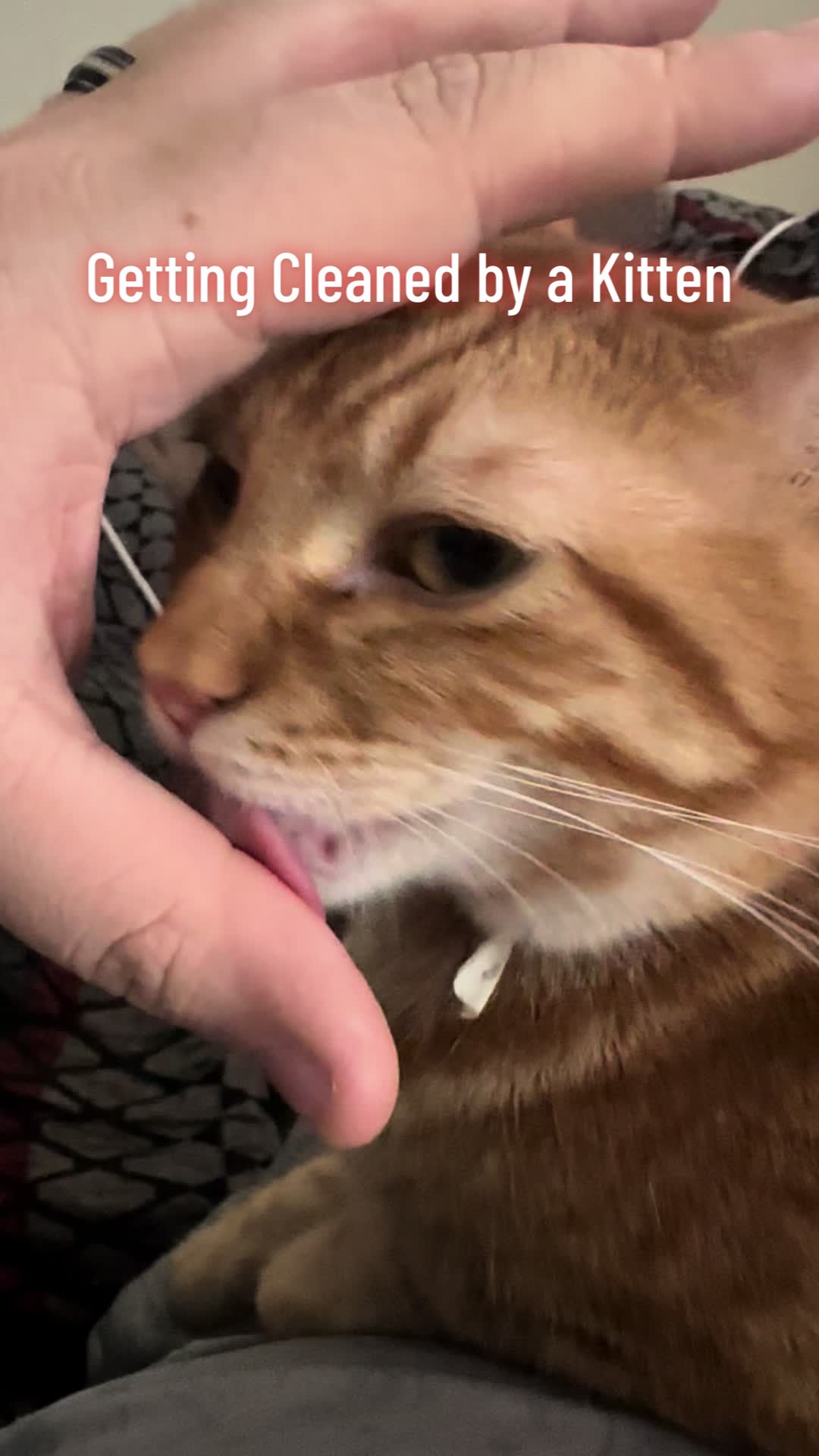 @SilverGinger