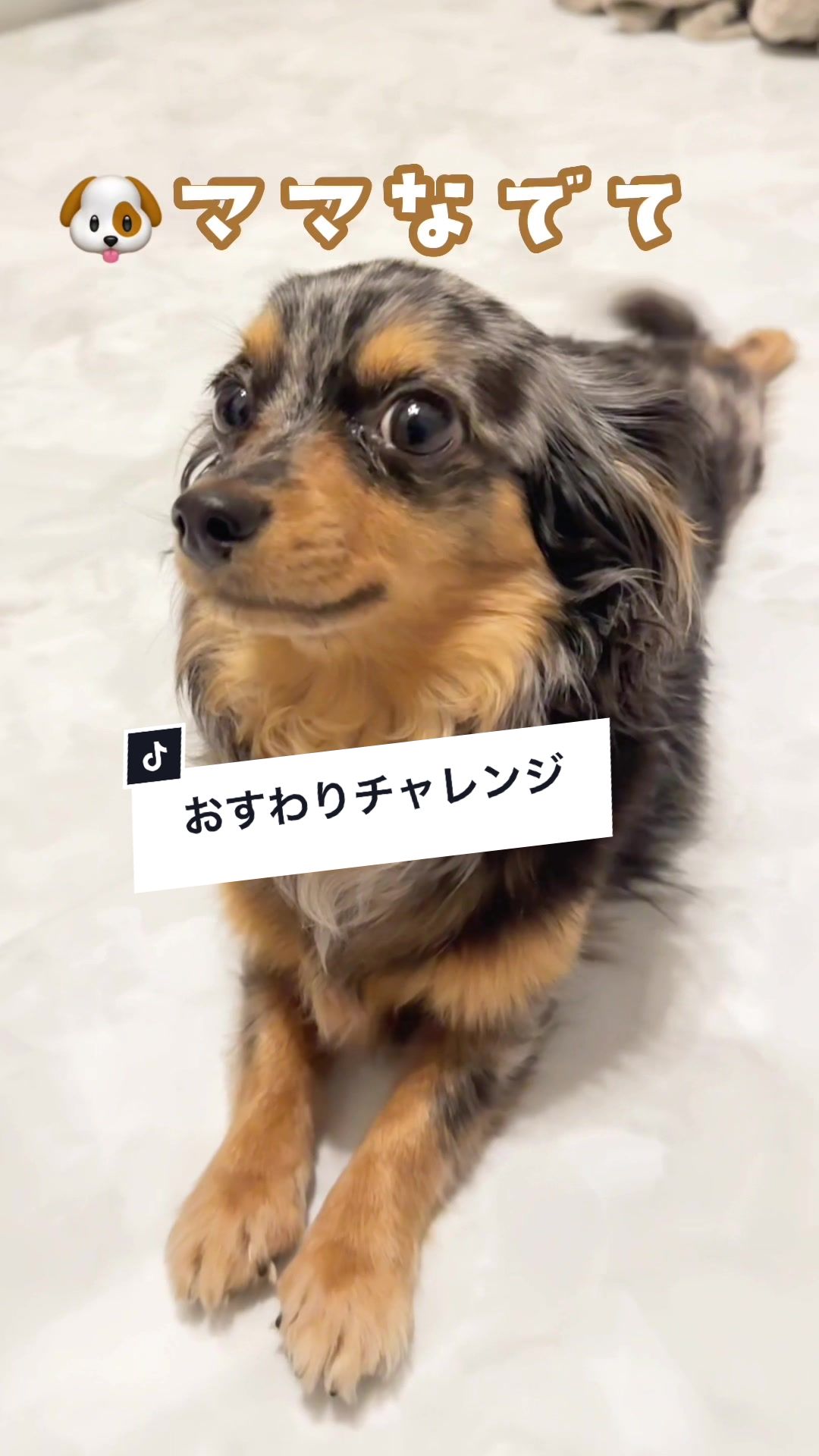 @チワックスの諭吉くん🐾