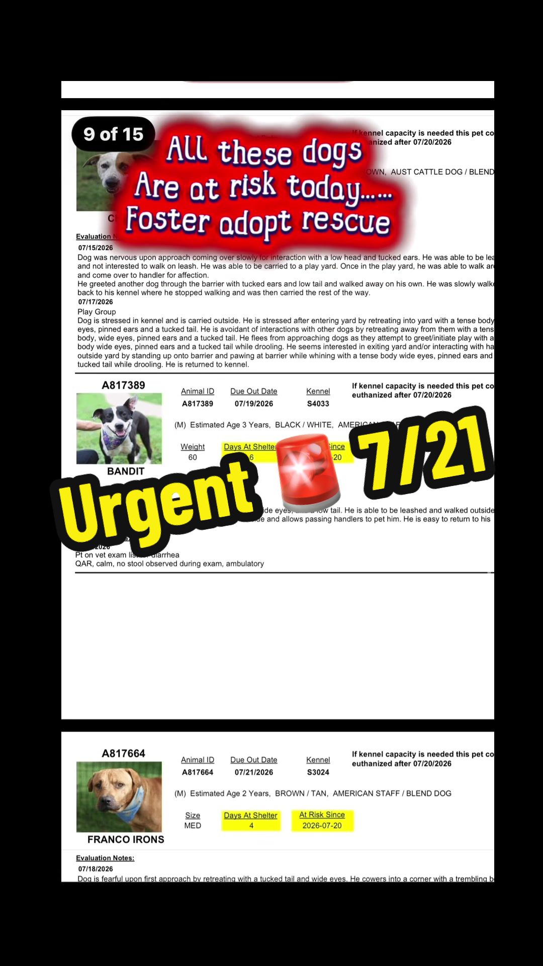 @ʙᴇ ᴛʜᴇɪʀ ᴠᴏɪᴄᴇ🐾PSP1🫶🏻🐾🐶❤️