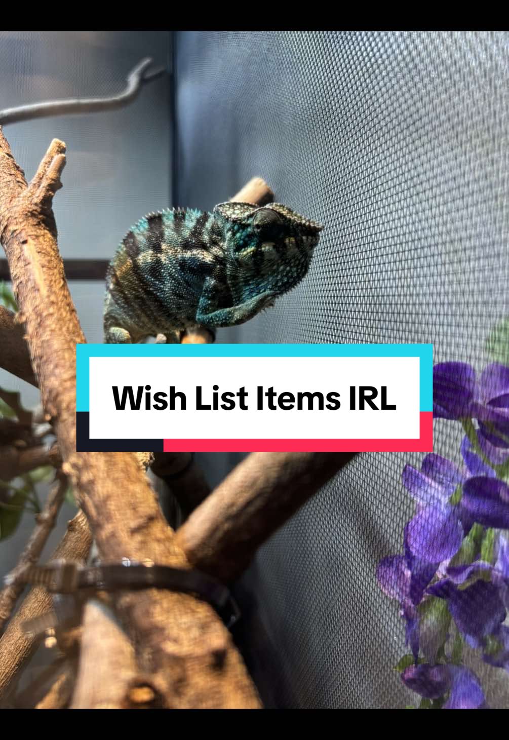 @Megan 🦎 🐈