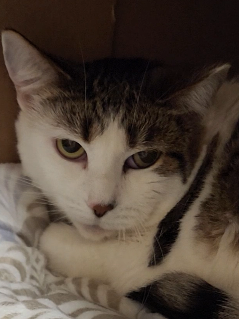 @Protectors of Animals CT