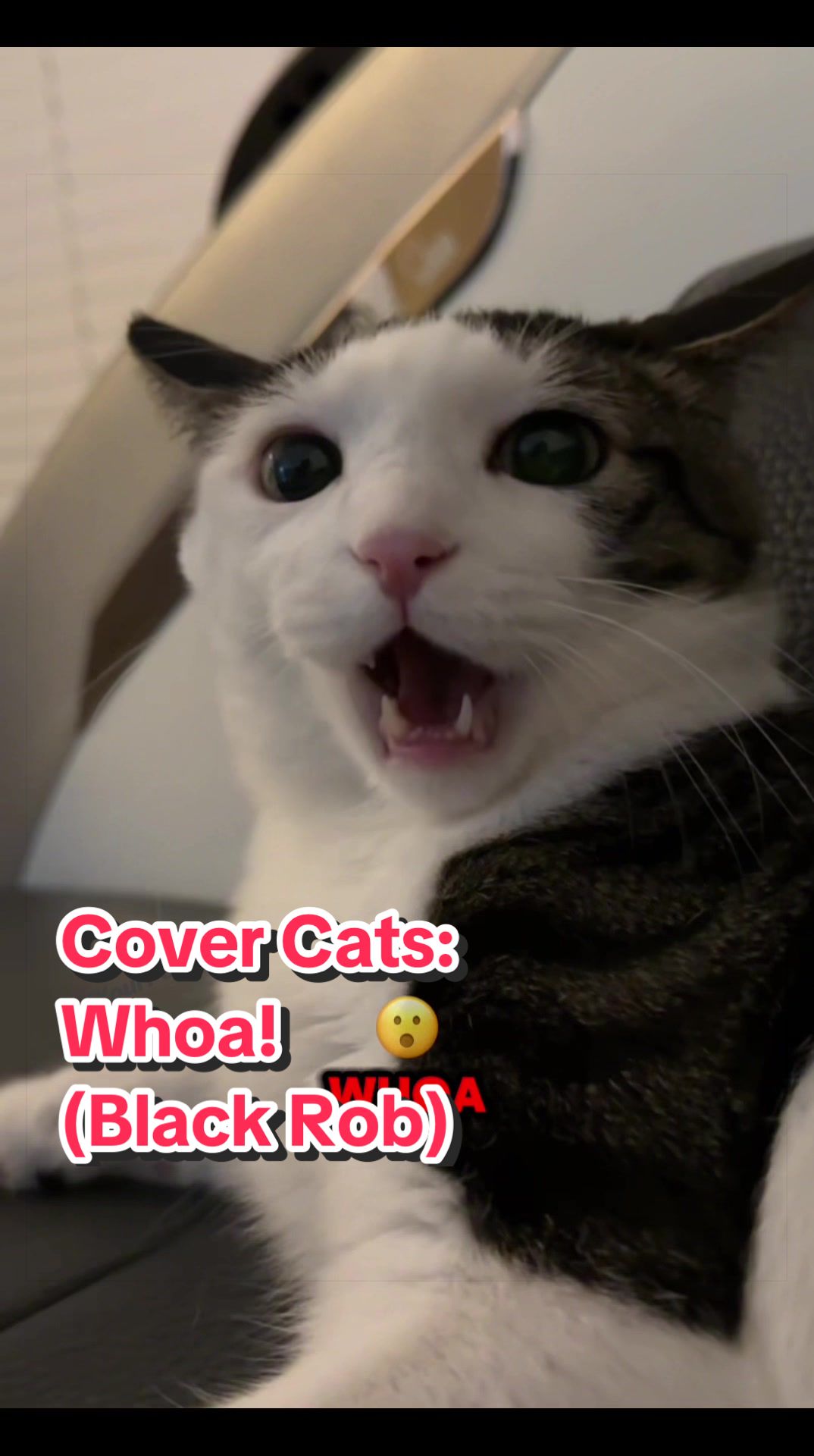 @If Your Pet Talked