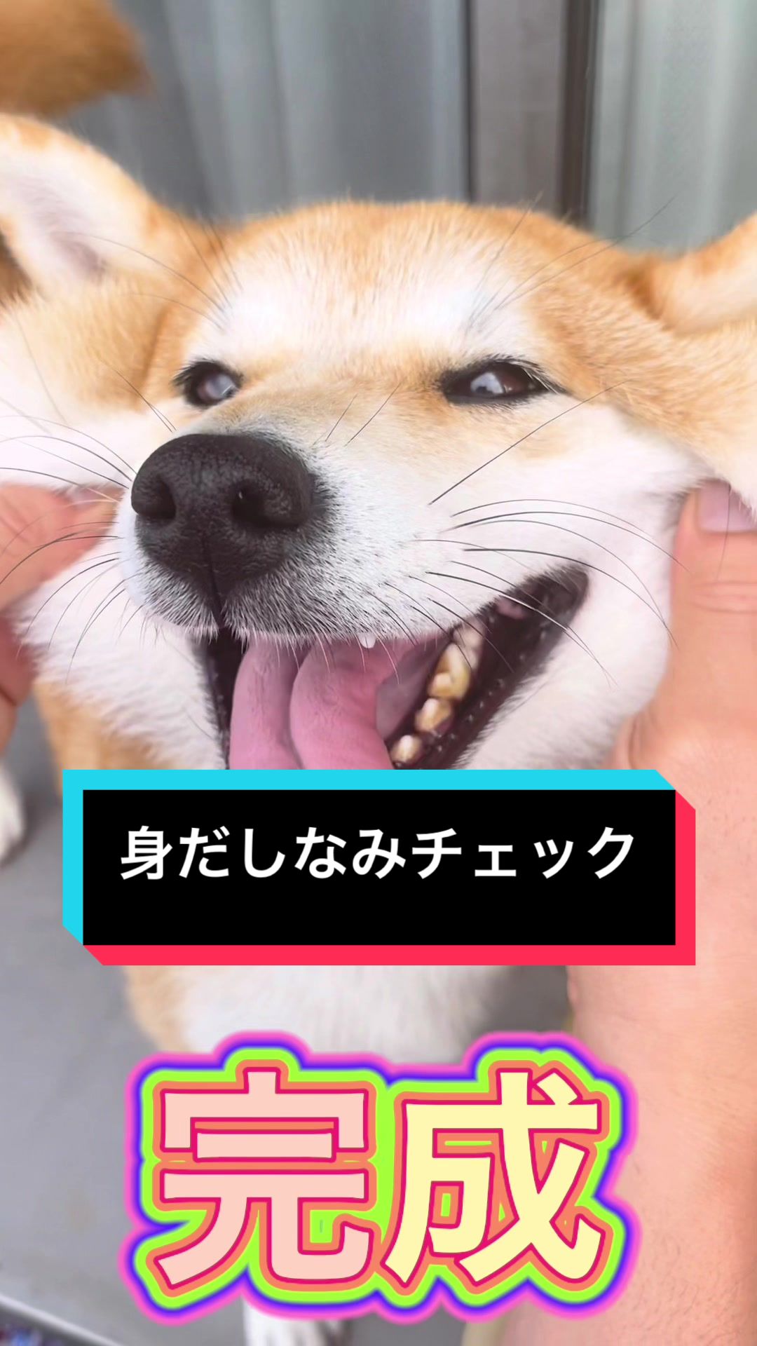 @🧿Mamidogs🧿