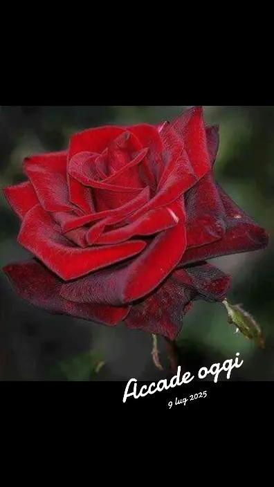 @giuseppedigenna11