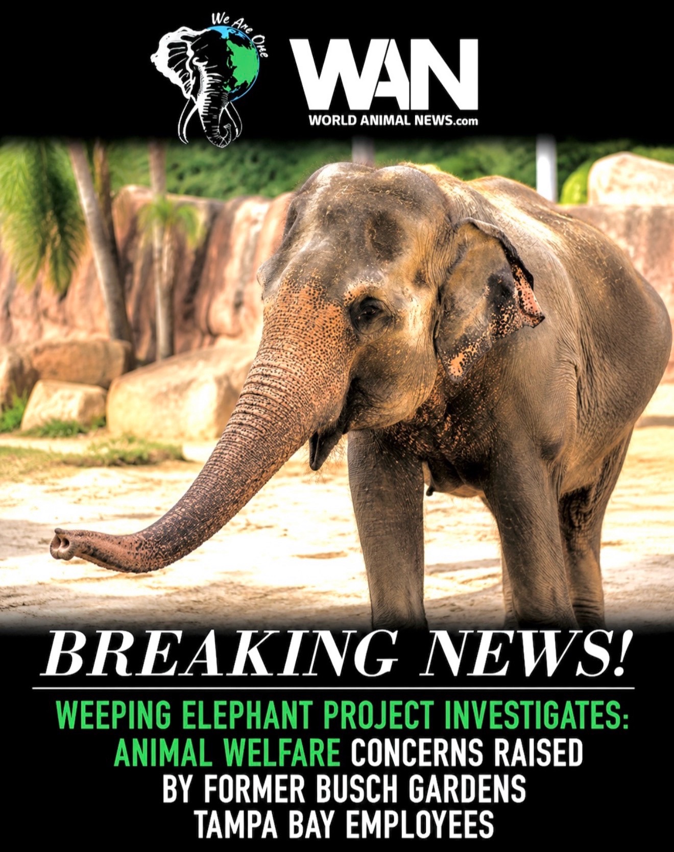 @WAN🐘