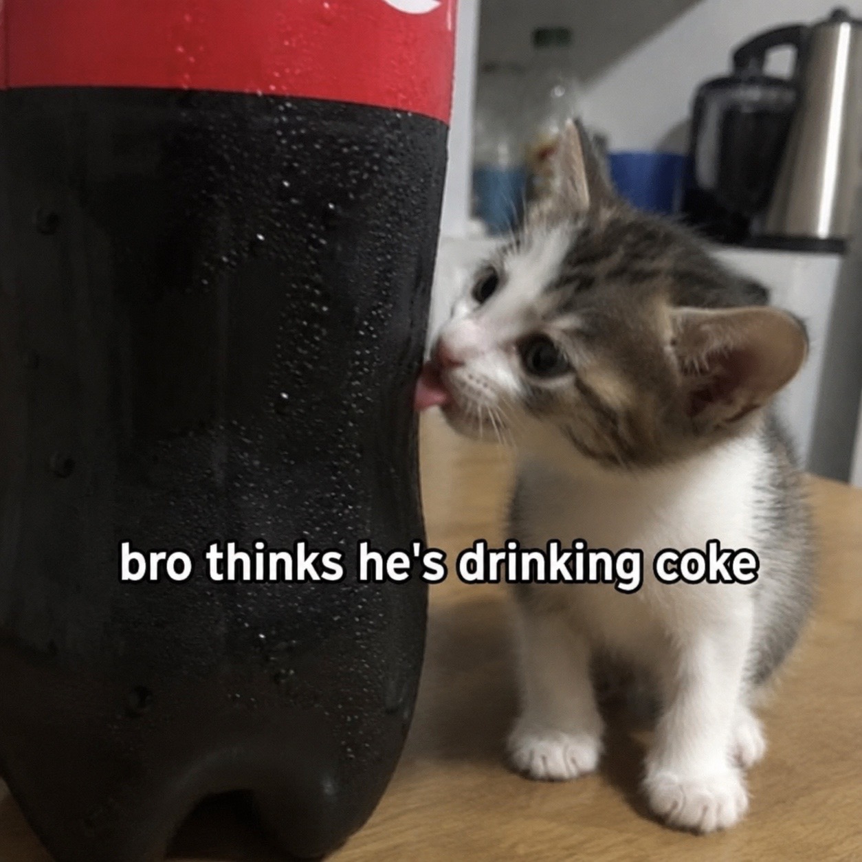 @cat memes