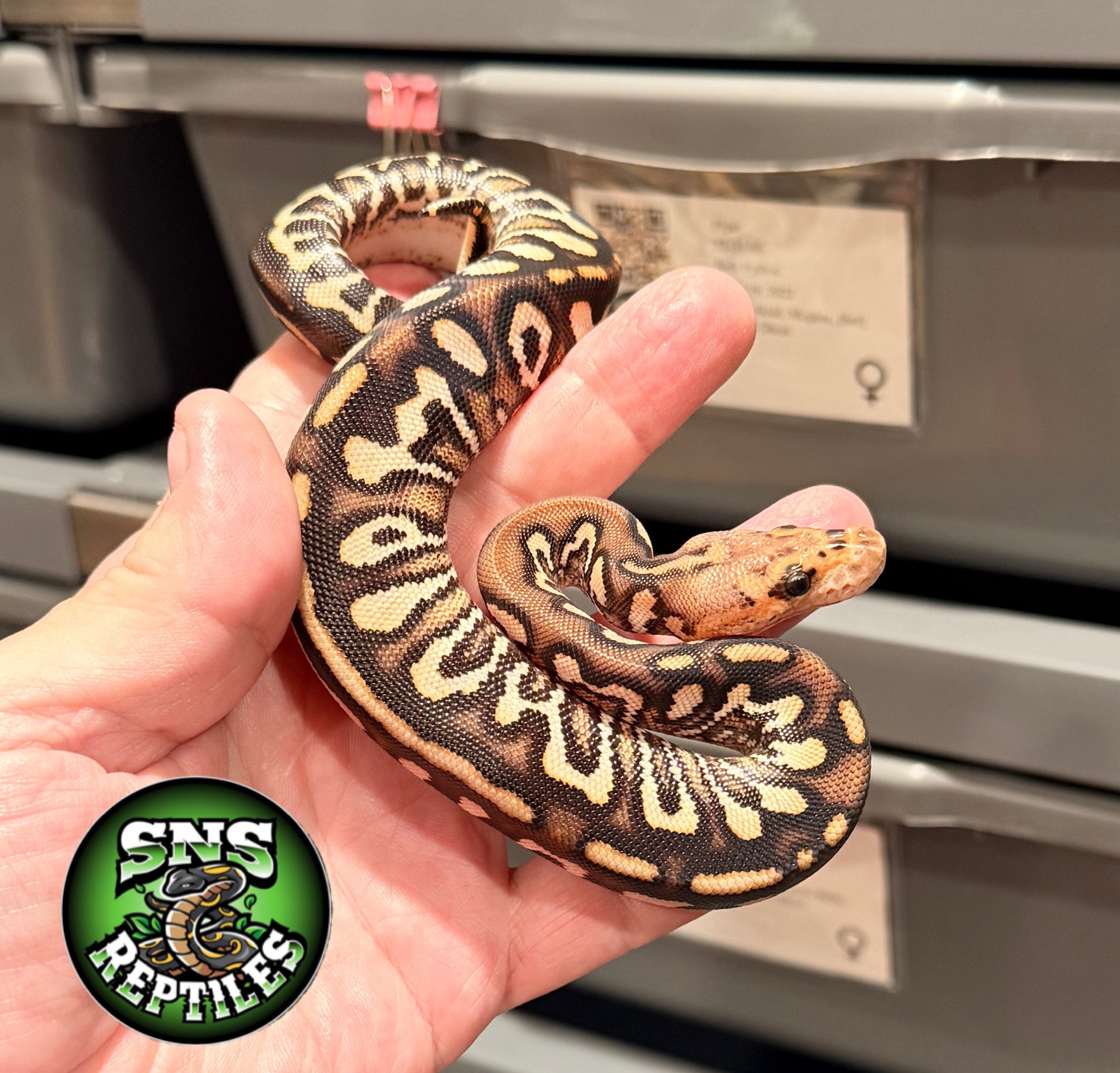 @SNS Reptiles