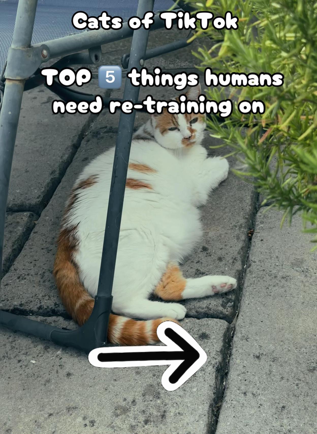 @crazycatladyxfour