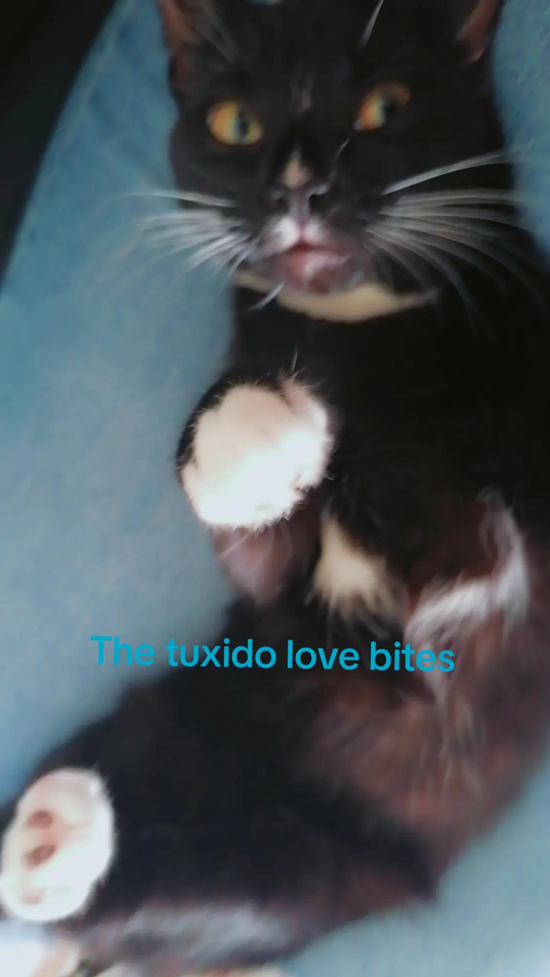 @๐ the taurus alchemist ๐