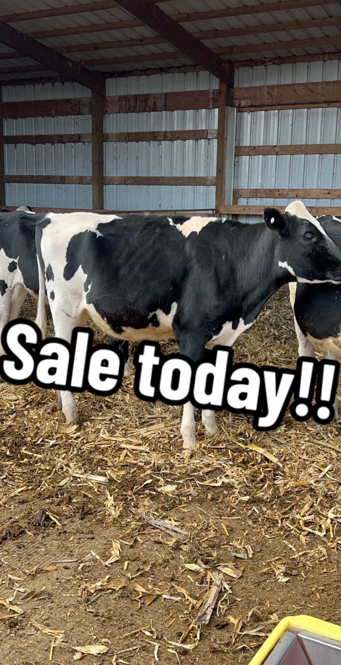 @Venture Holsteins