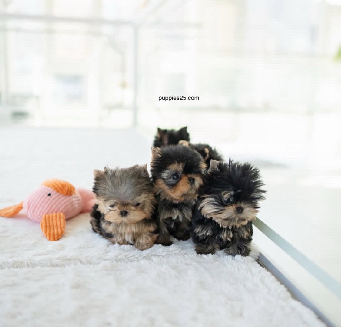 @PUPPIES25•COM
