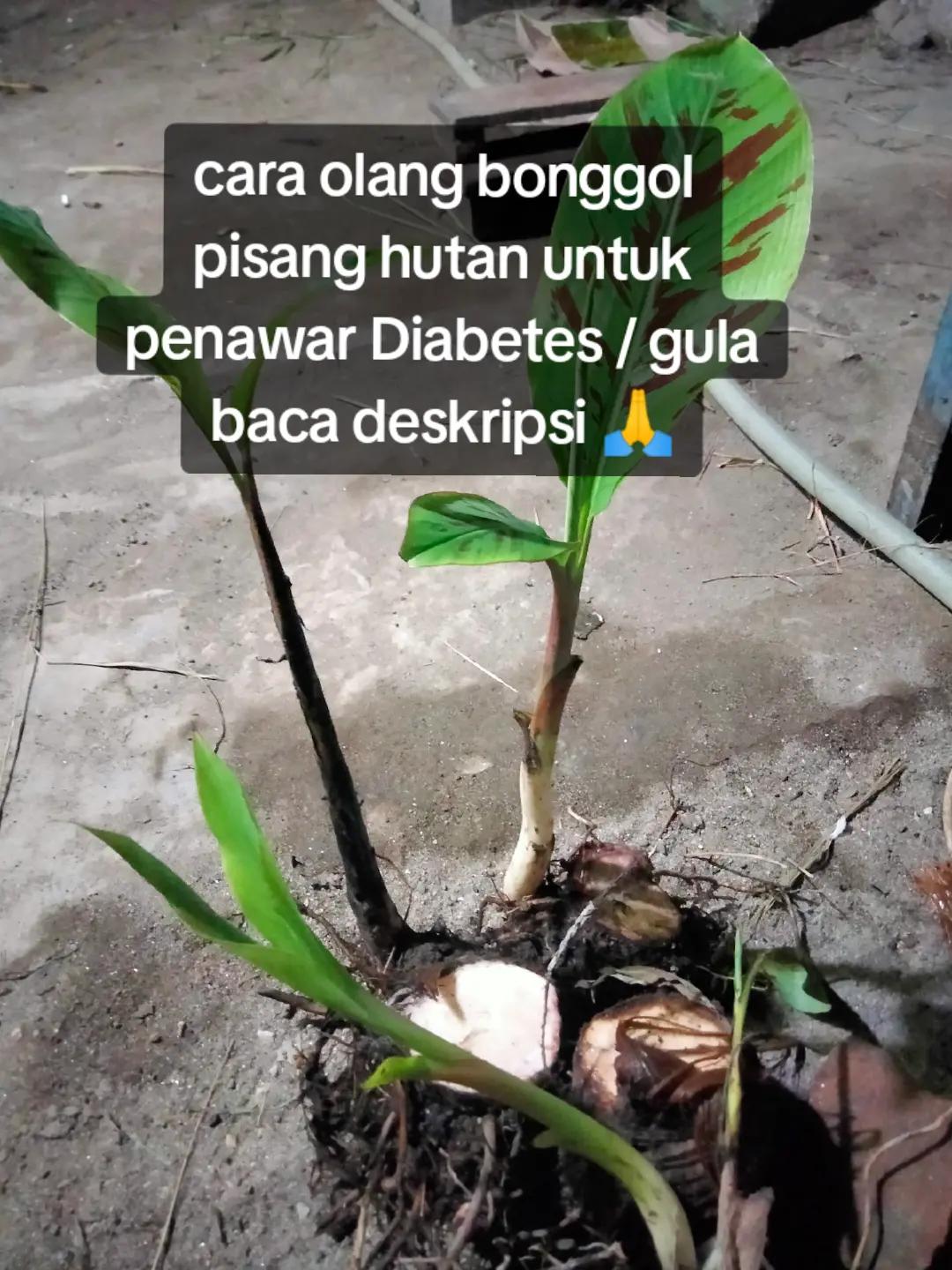 @Mix Gondrong