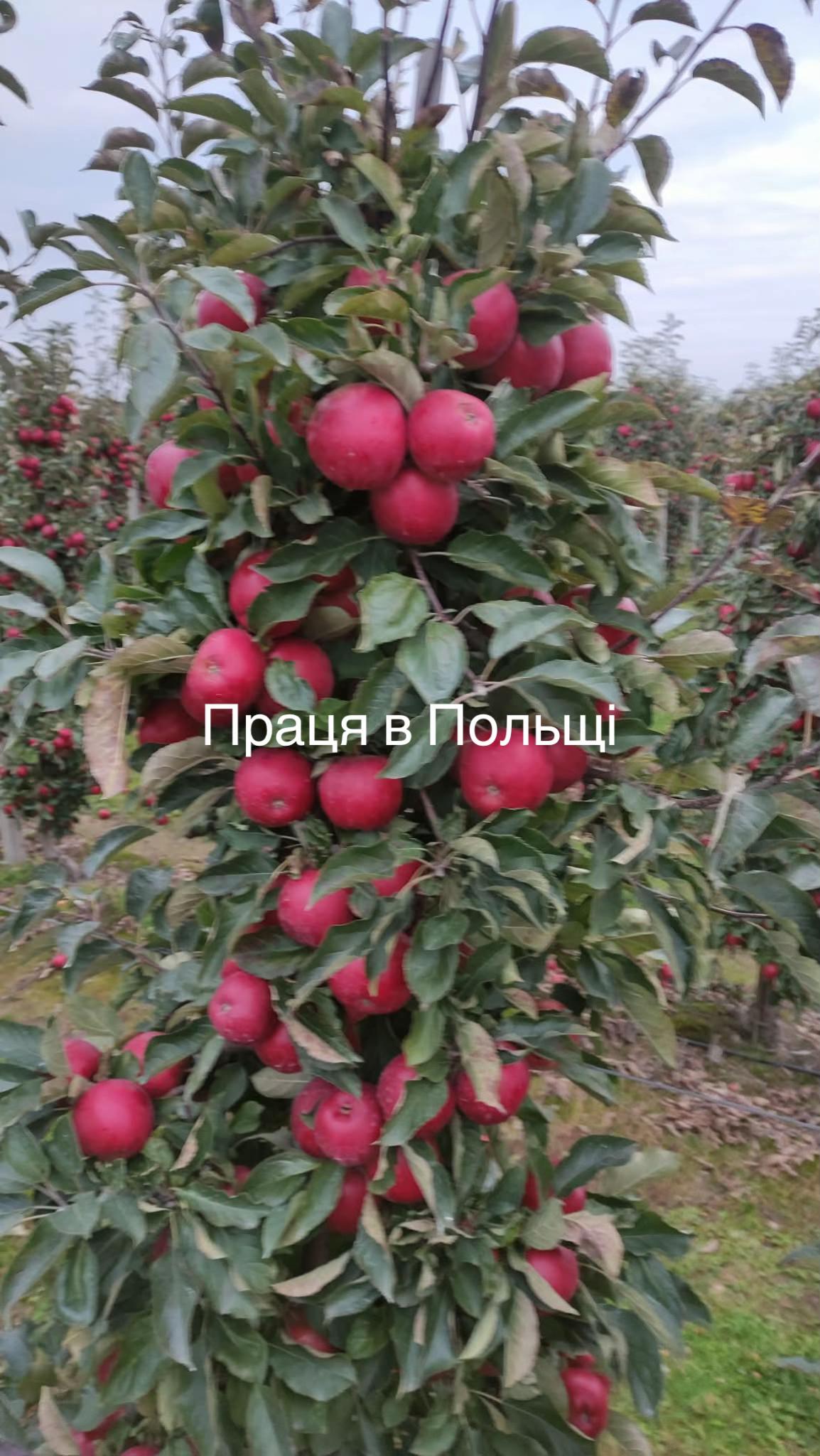 @Світлана