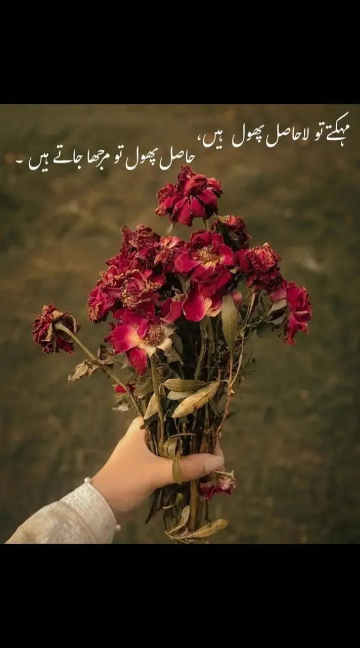 @Uma-Meer ❤️🕊️