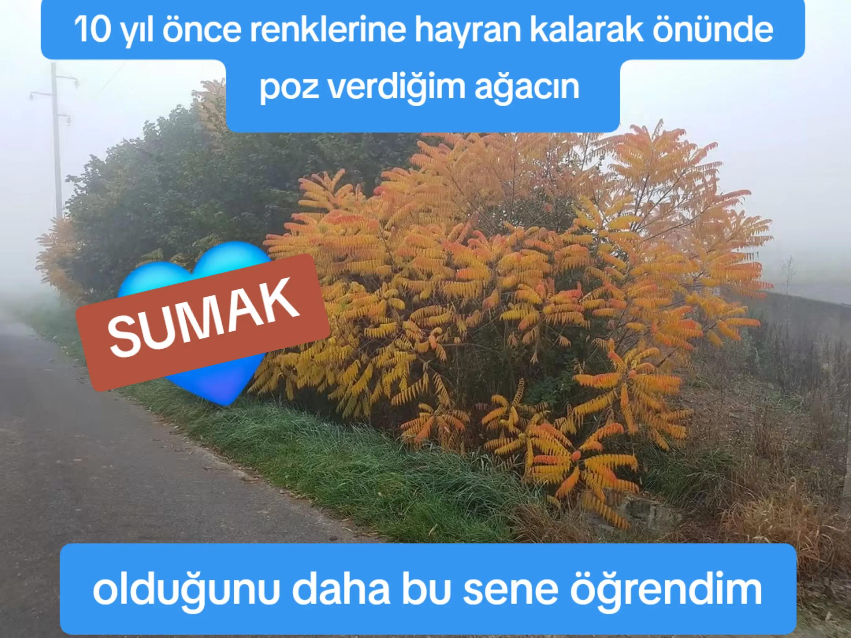@🇩🇪MAVİ💙MUTFAK🇹🇷