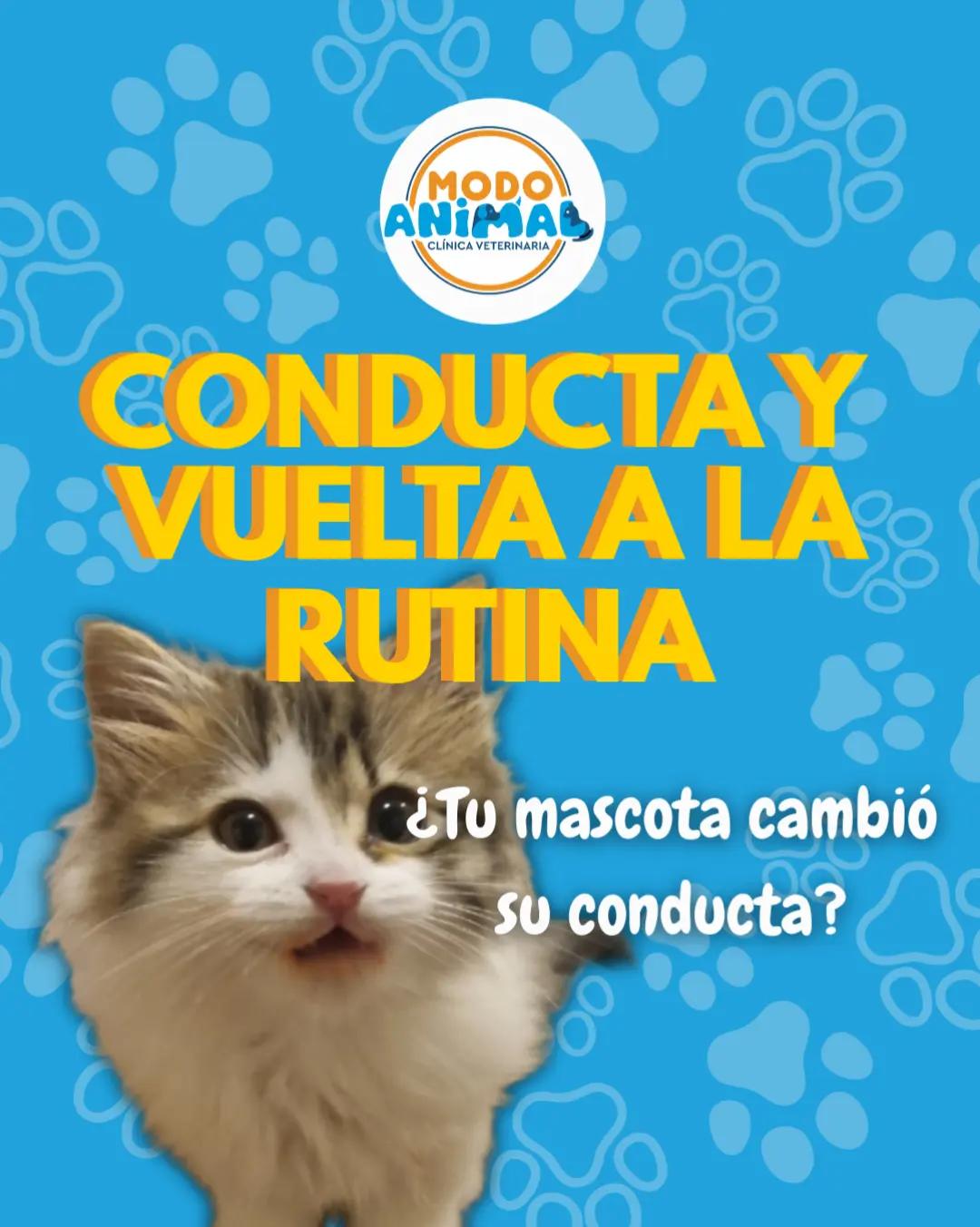 @VetModoAnimal