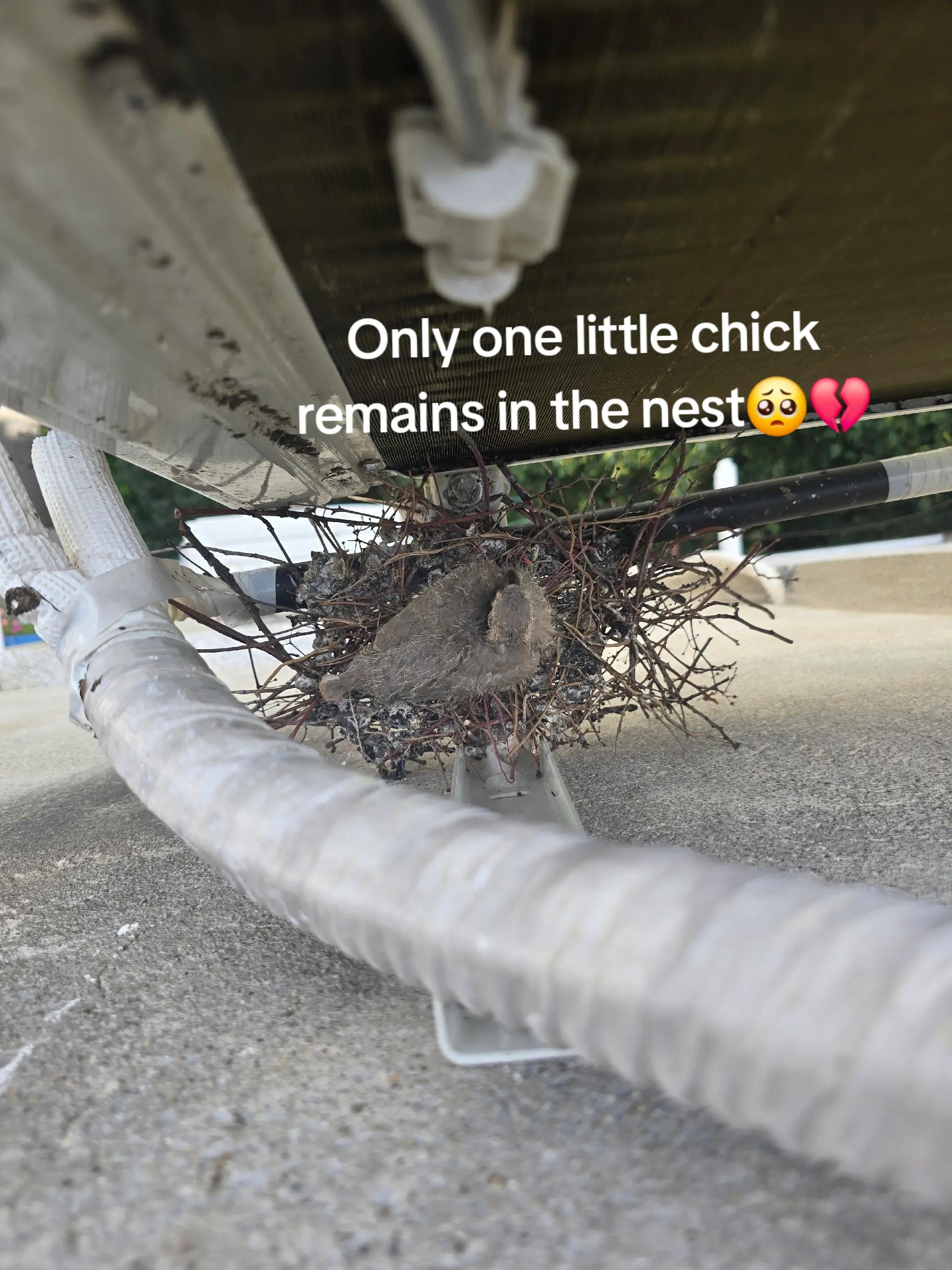 @Pigeon girl🥰🐦