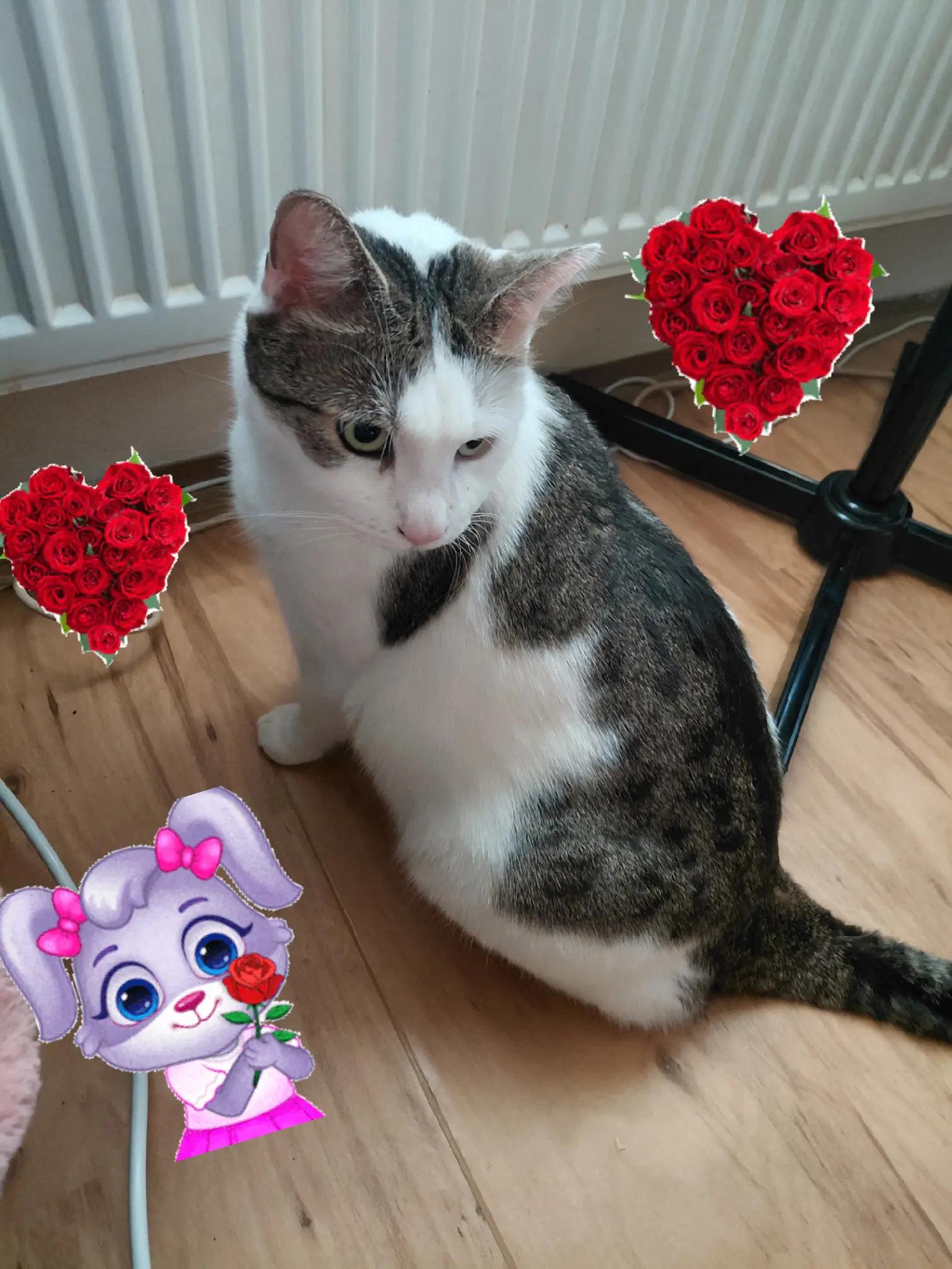 @kočka divoká