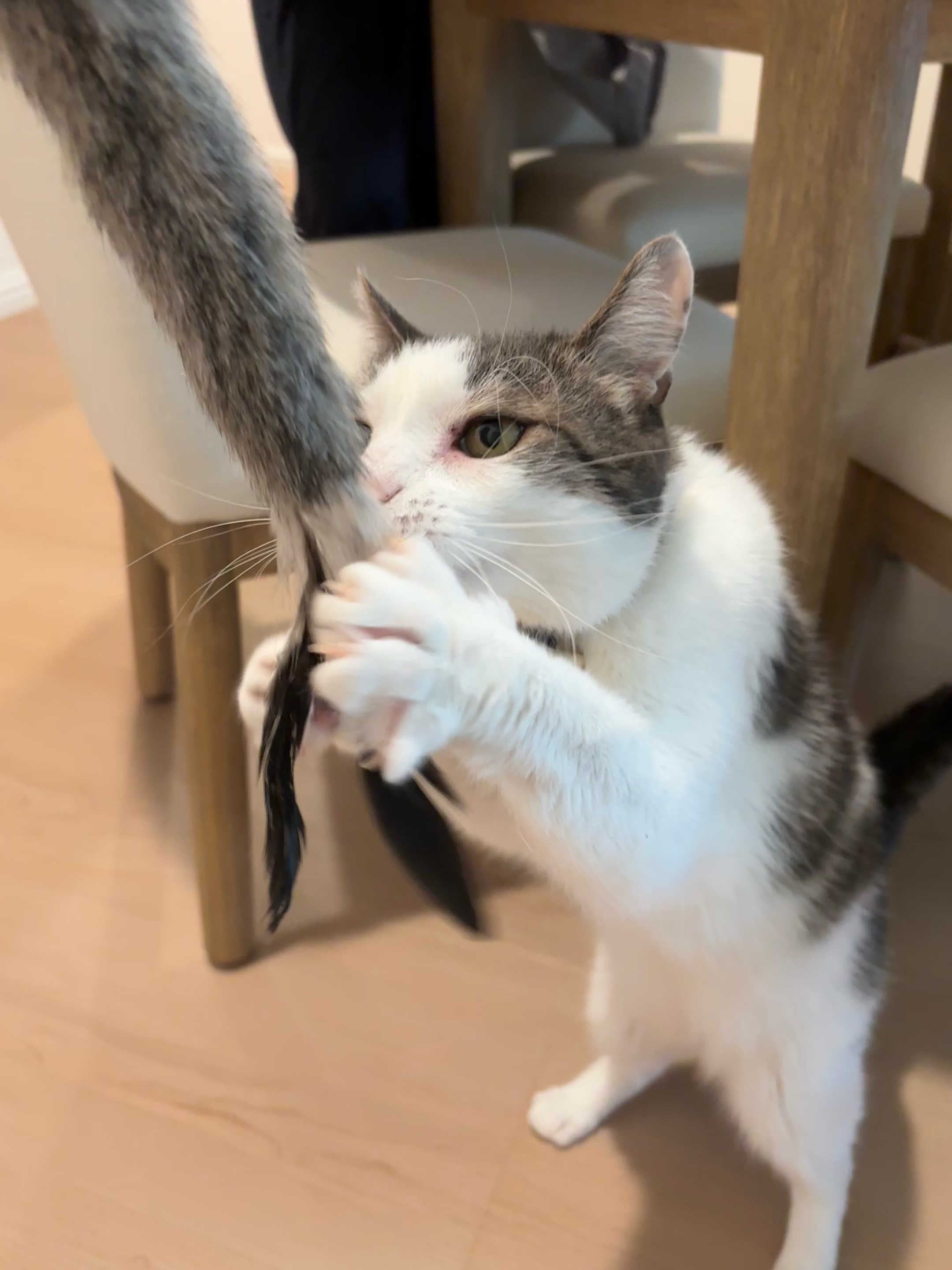@Mimi Wawa Meow