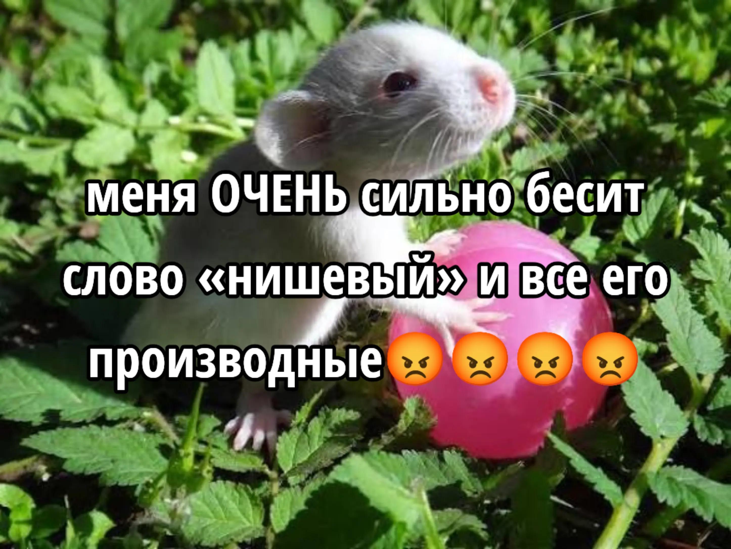@⦻squeezen¡!