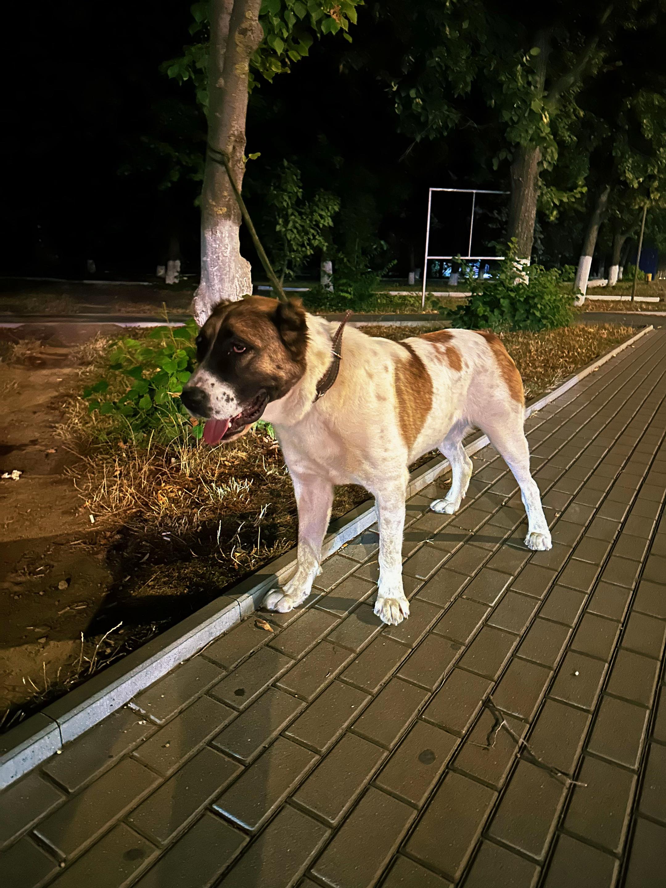@BucaTurkmenMDvolkodav