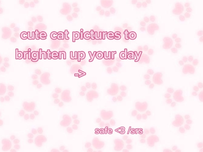 @momo🐾