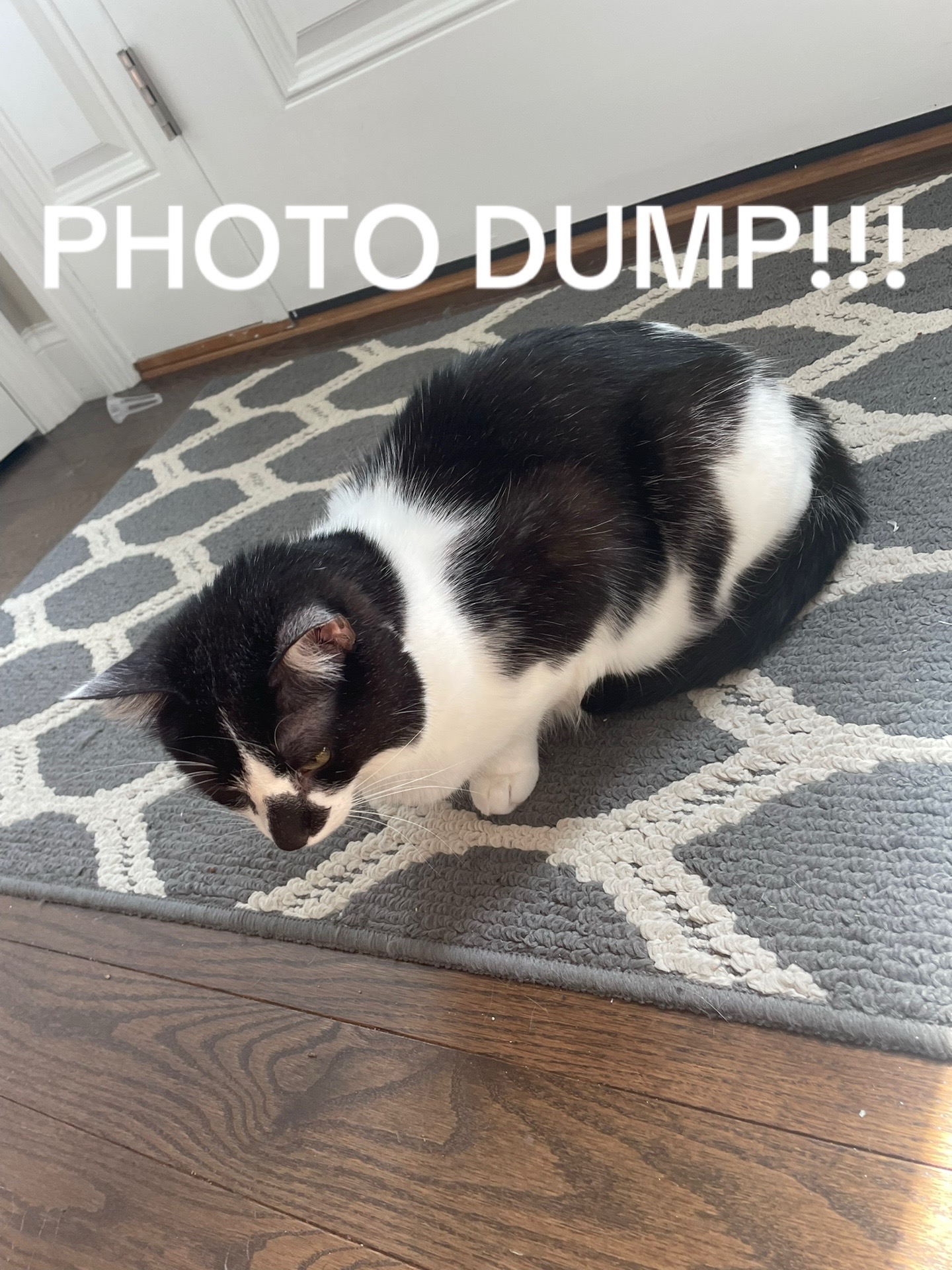 @🐈☦️✝️Cam✝️☦️😻