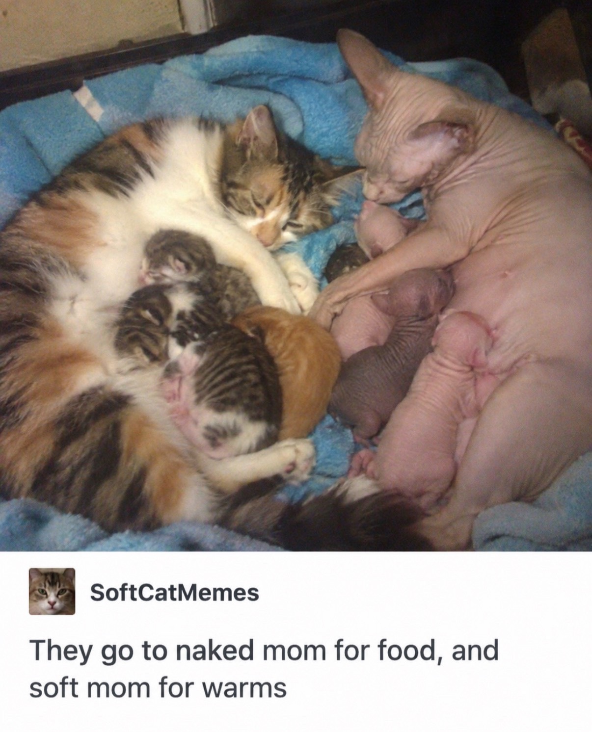 @cat memes