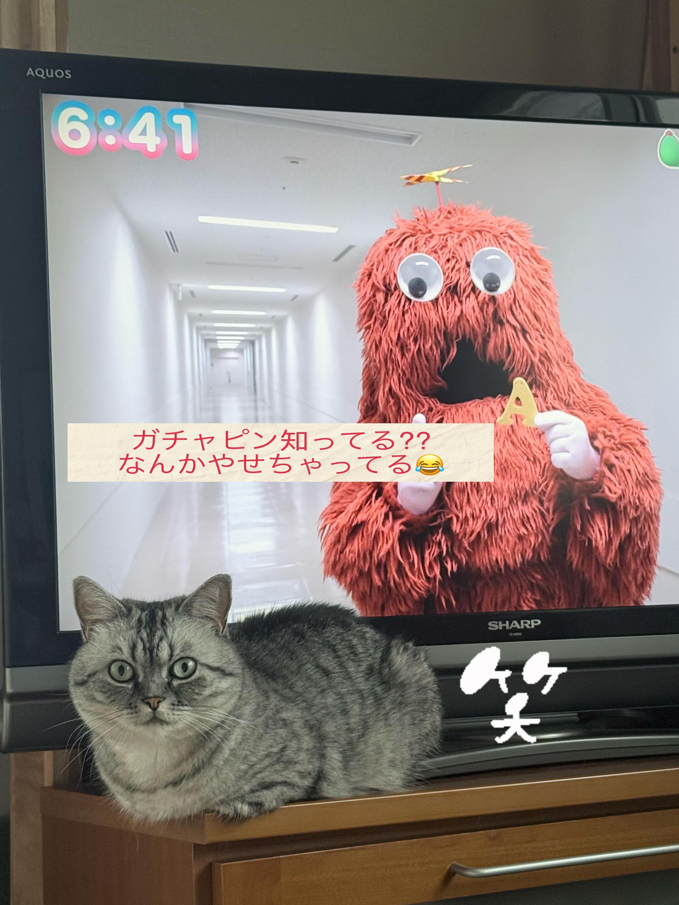@大福兄弟😽