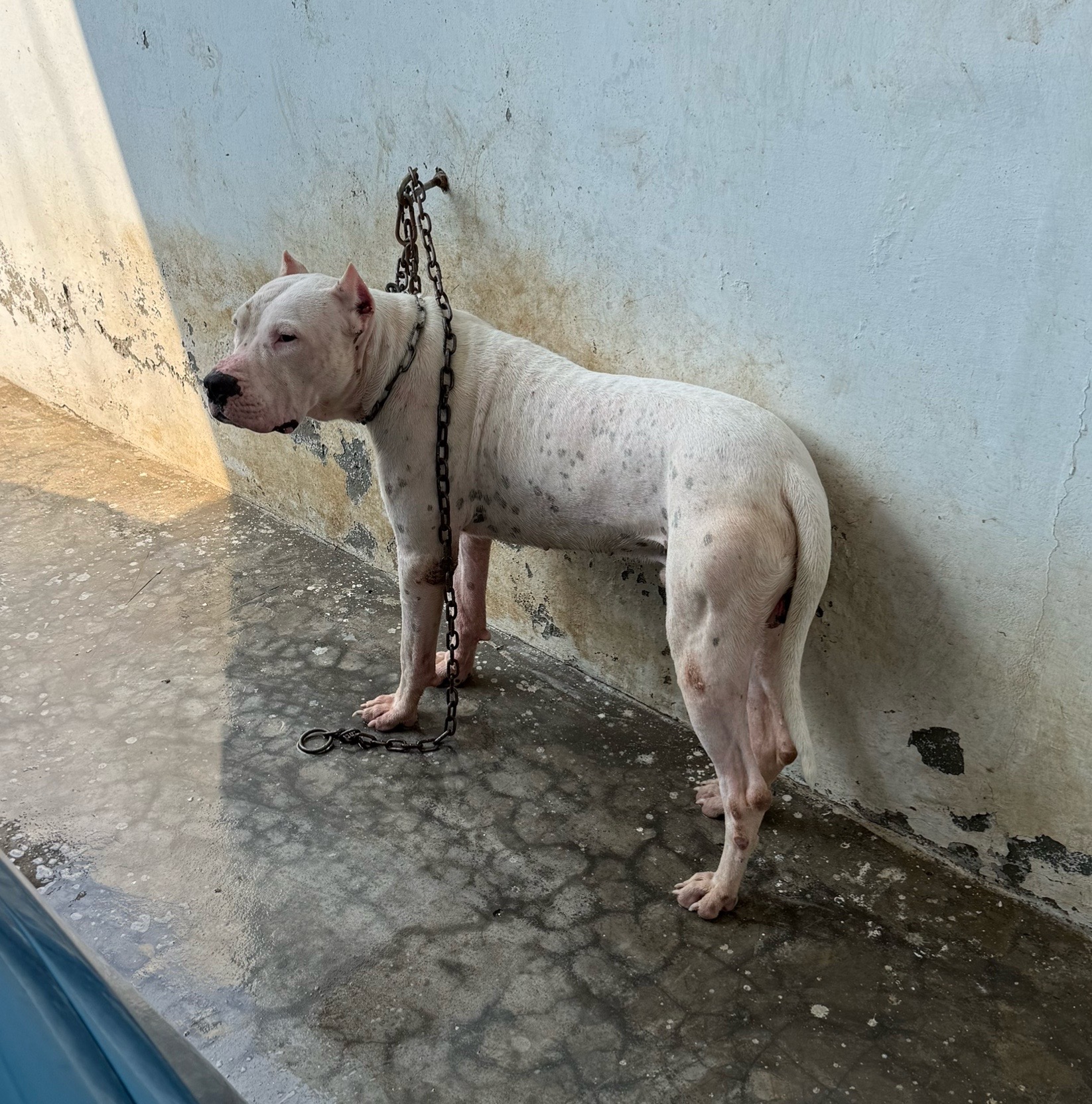 @LIGER the DOGO ARGENTINO