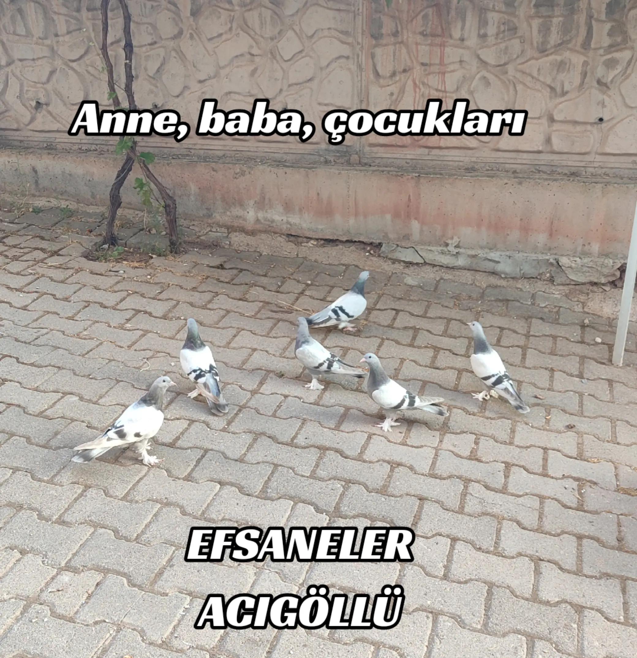 @Hacı Osman Tanrıkulu
