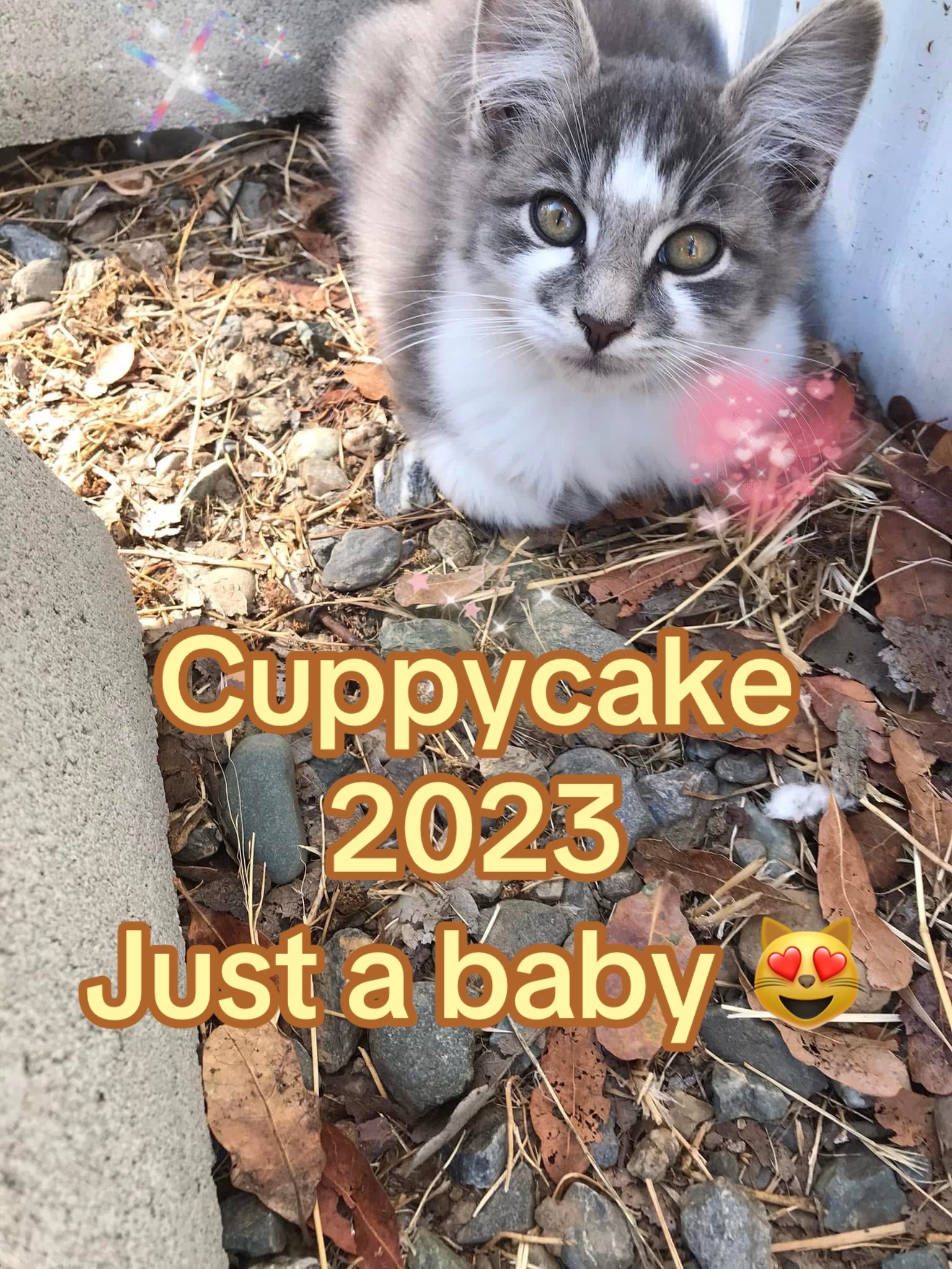 @CyndieLuWho