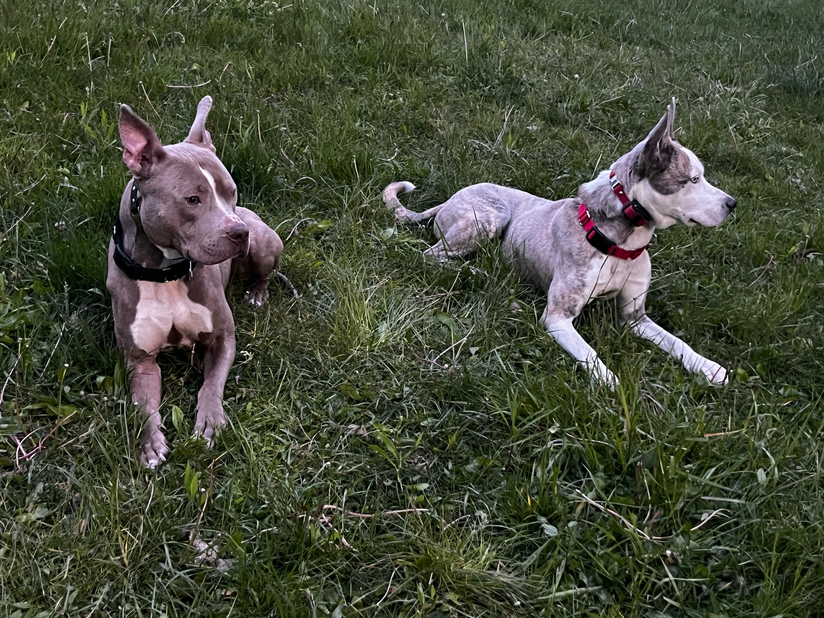 @Jay TheDog Trainer