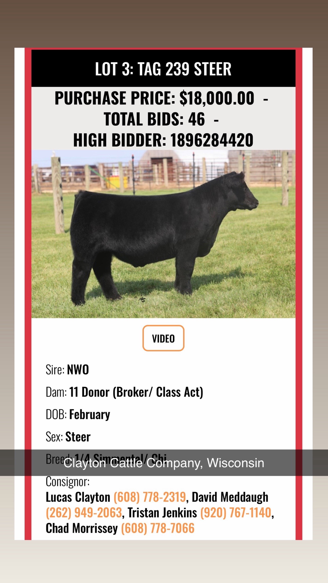 @Matt Lautner Cattle USA
