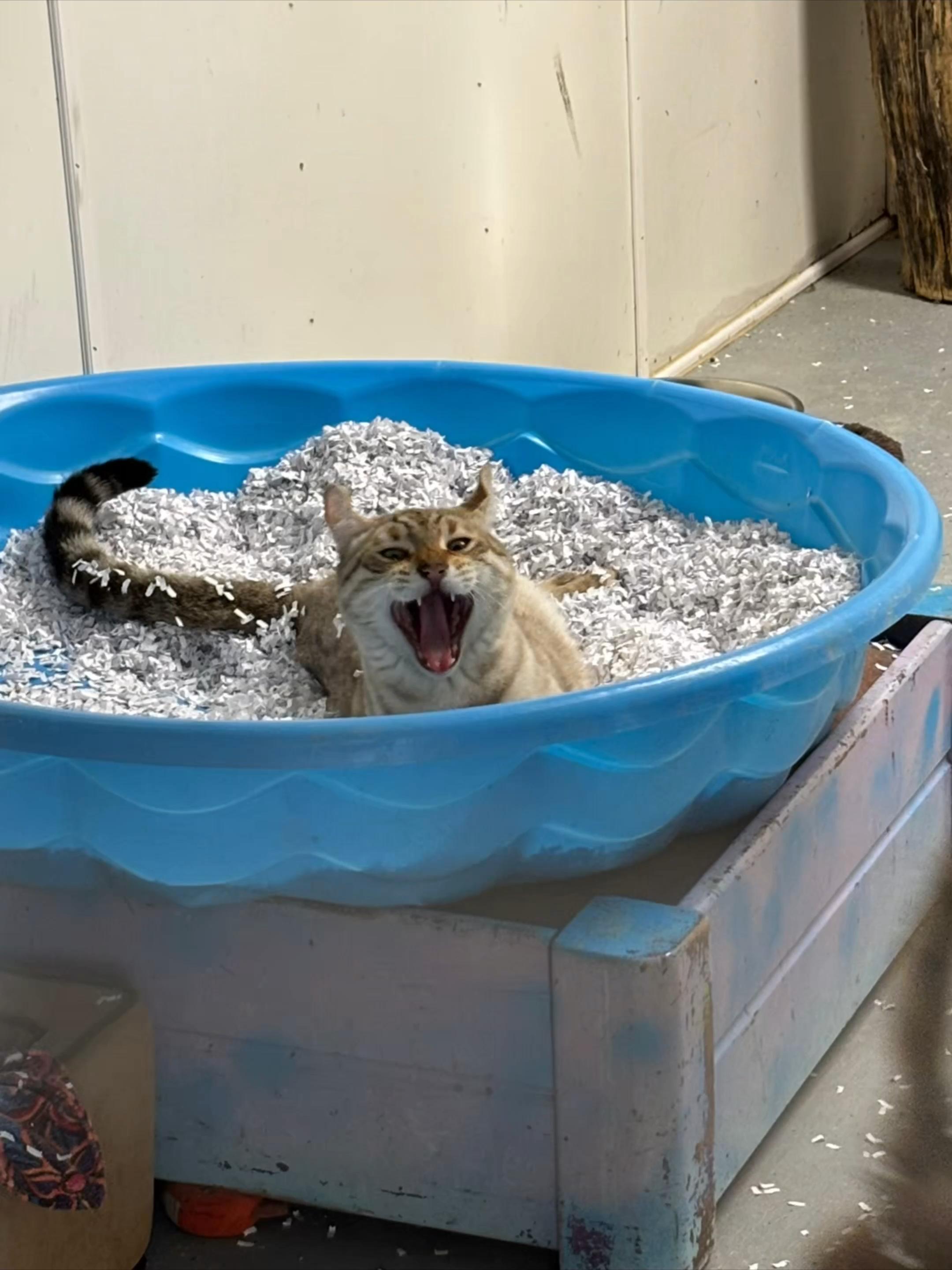 @Cedarhill Animal Sanctuary