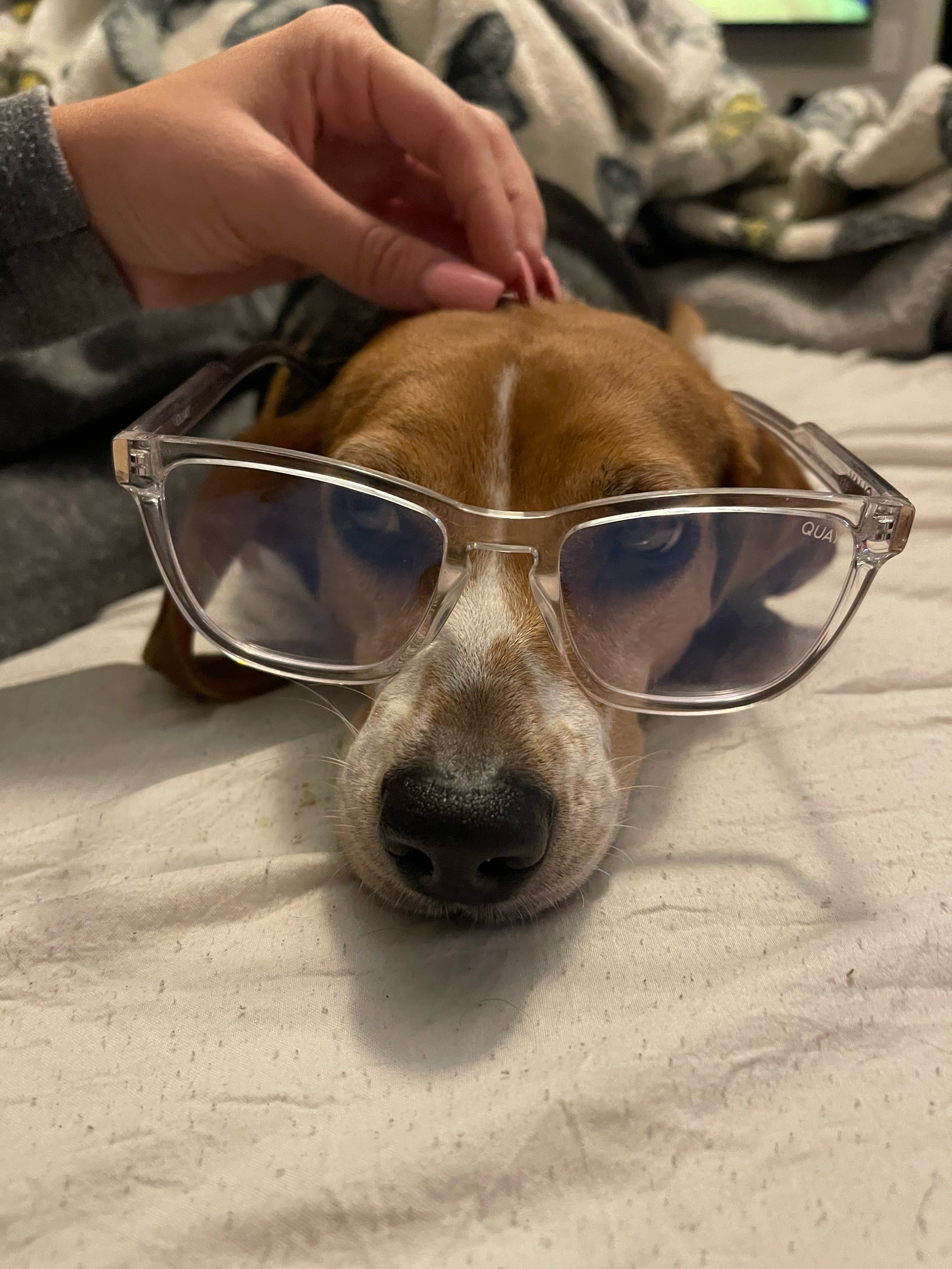 @Bogey the Beagle