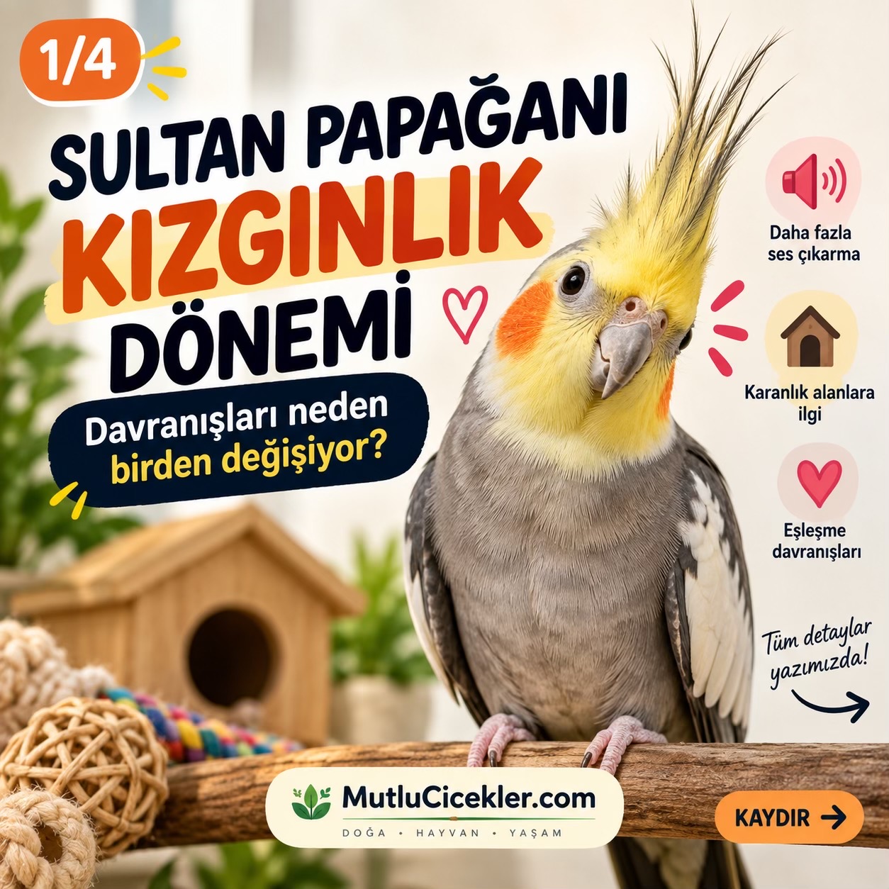 @Mutlucicekler.com