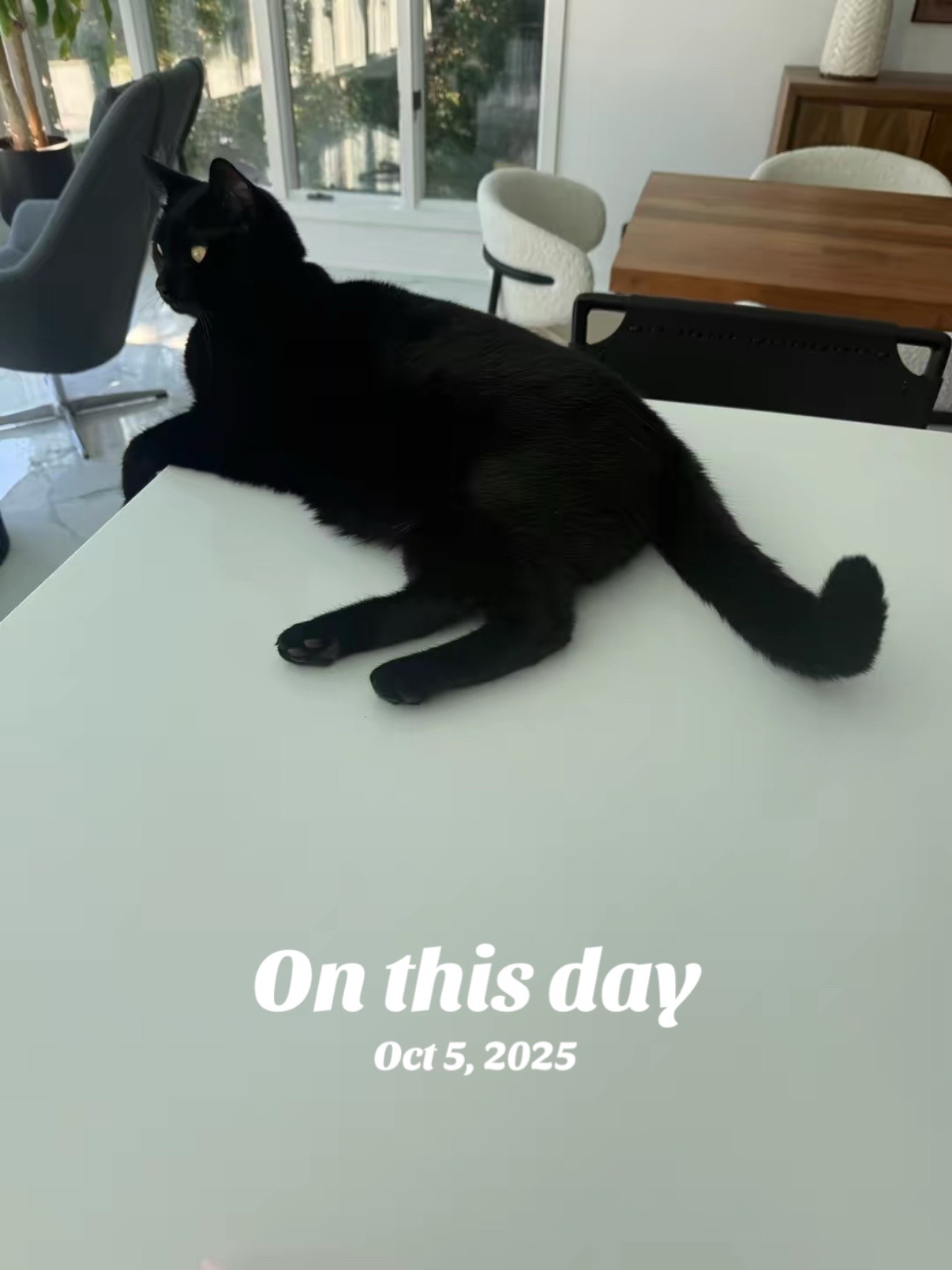 @Oscar Jeremy the cat!
