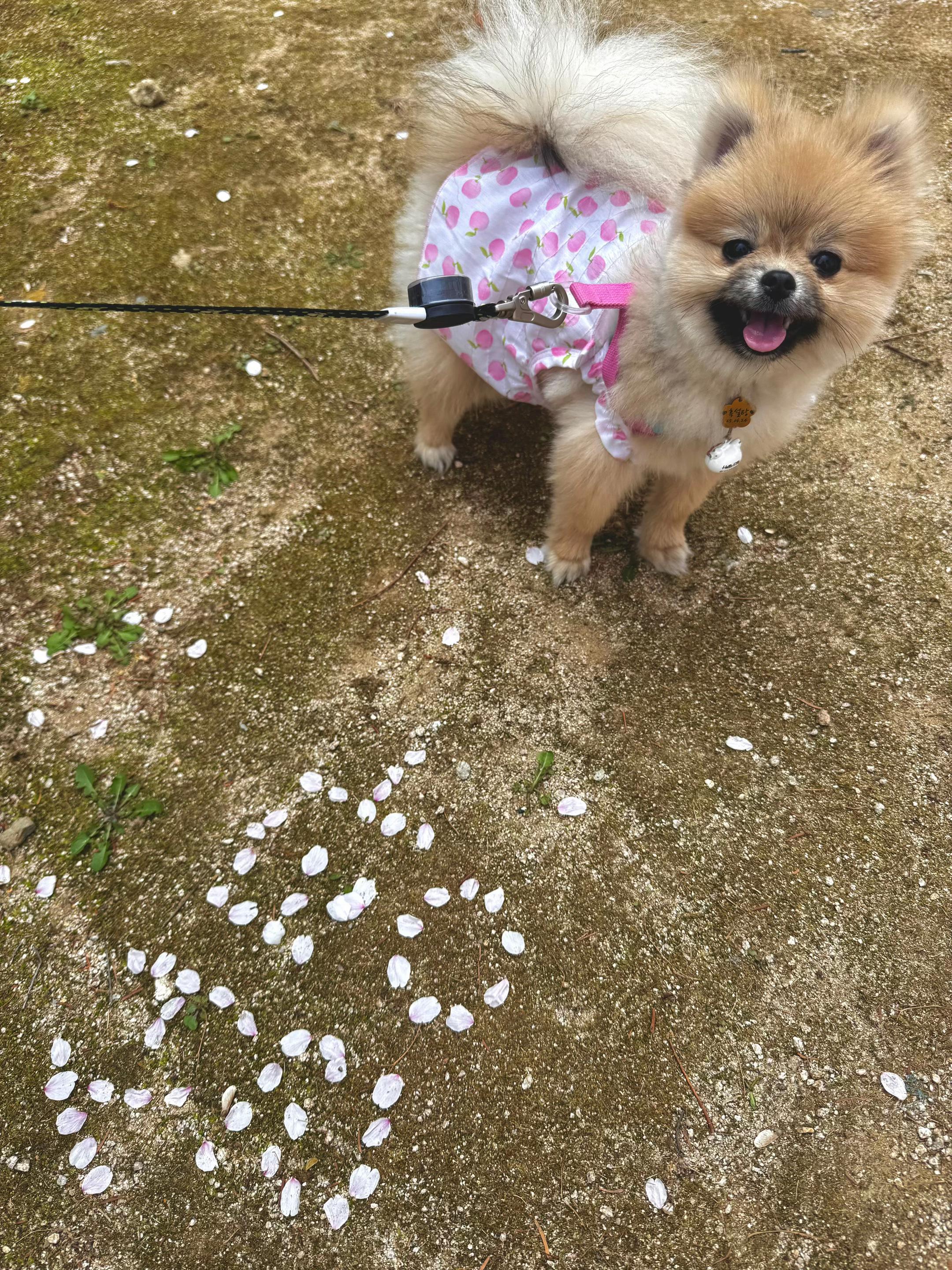 @꒰ঌ세링໒꒱