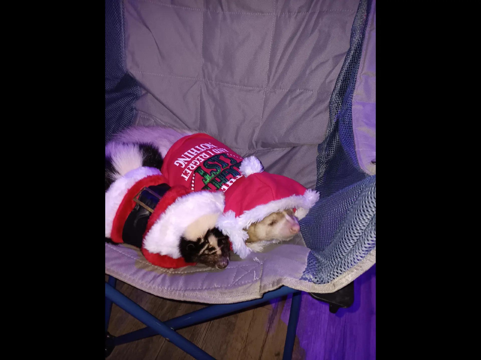 @Pet Skunk Advocates and Rescue